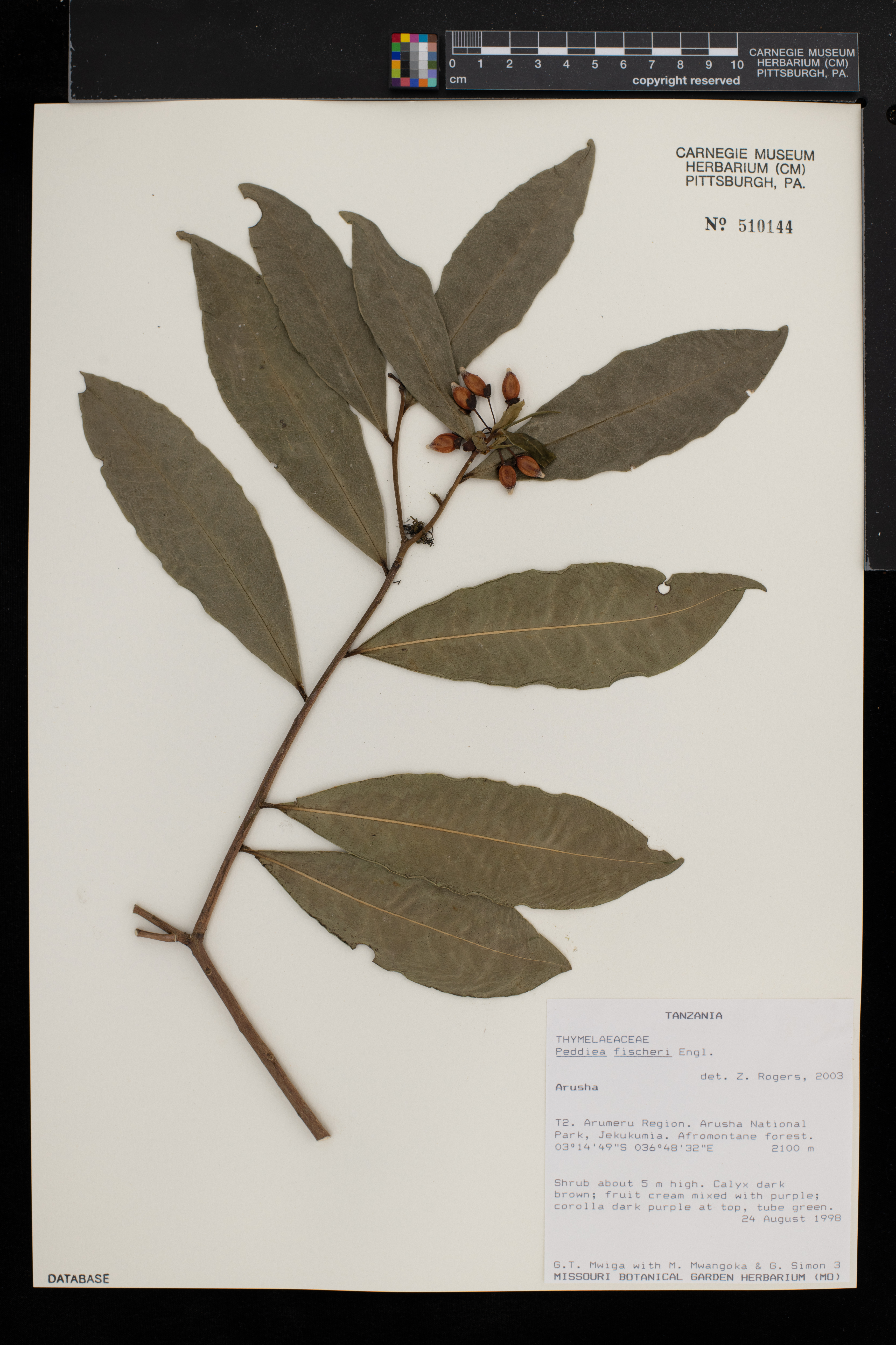 Peddiea fischeri image