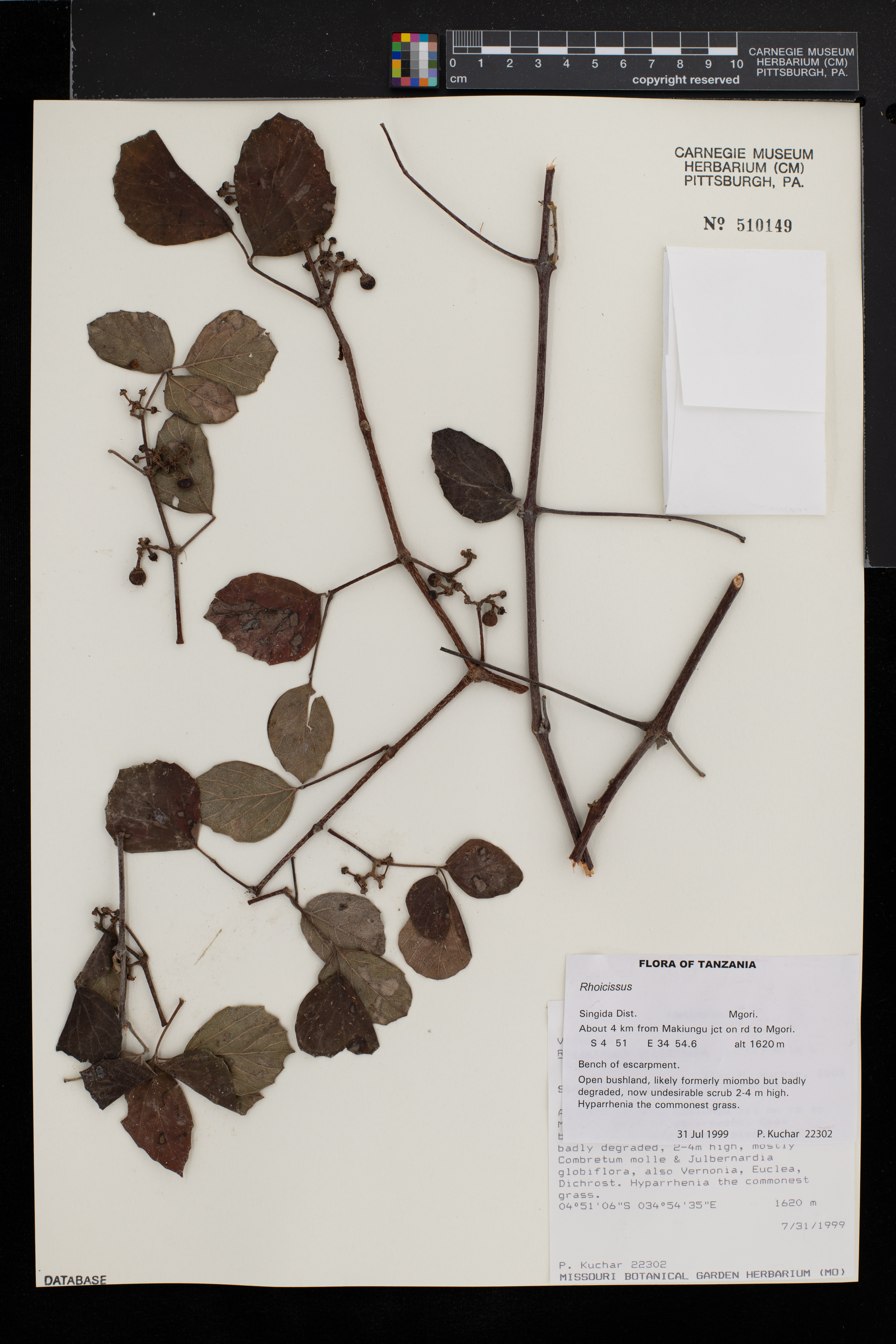 Rhoicissus image