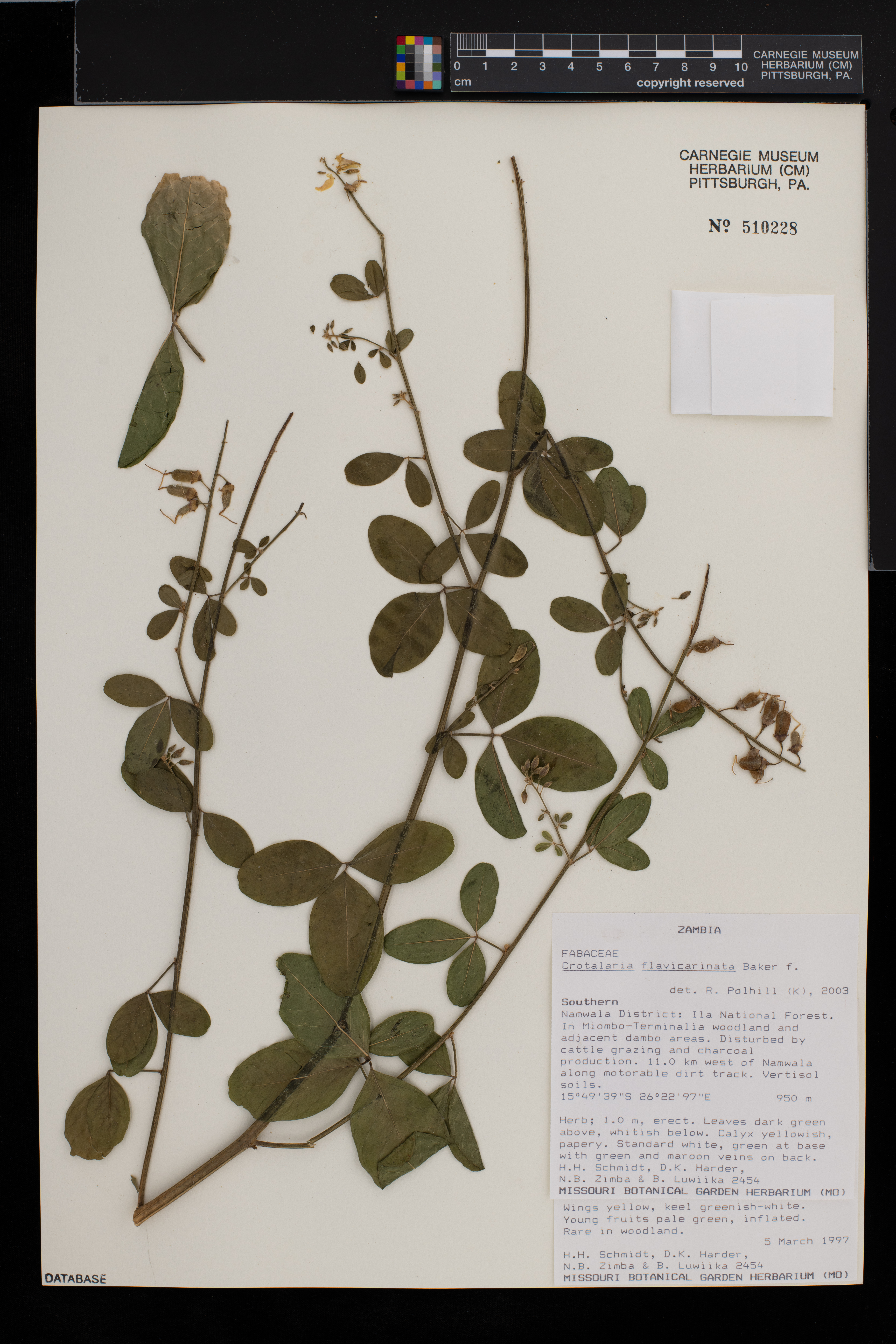 Crotalaria flavicarinata image