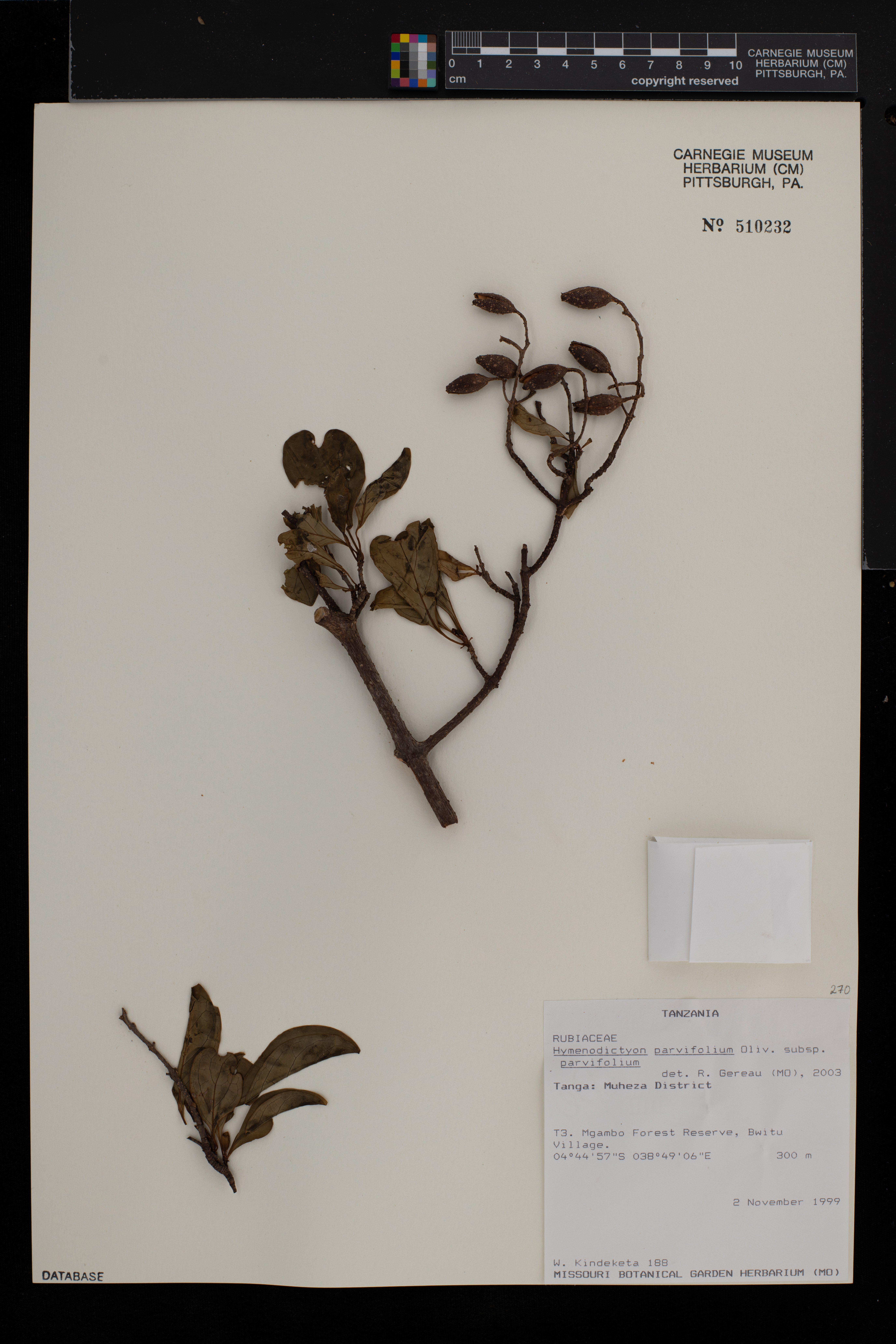 Hymenodictyon parvifolium subsp. parvifolium image