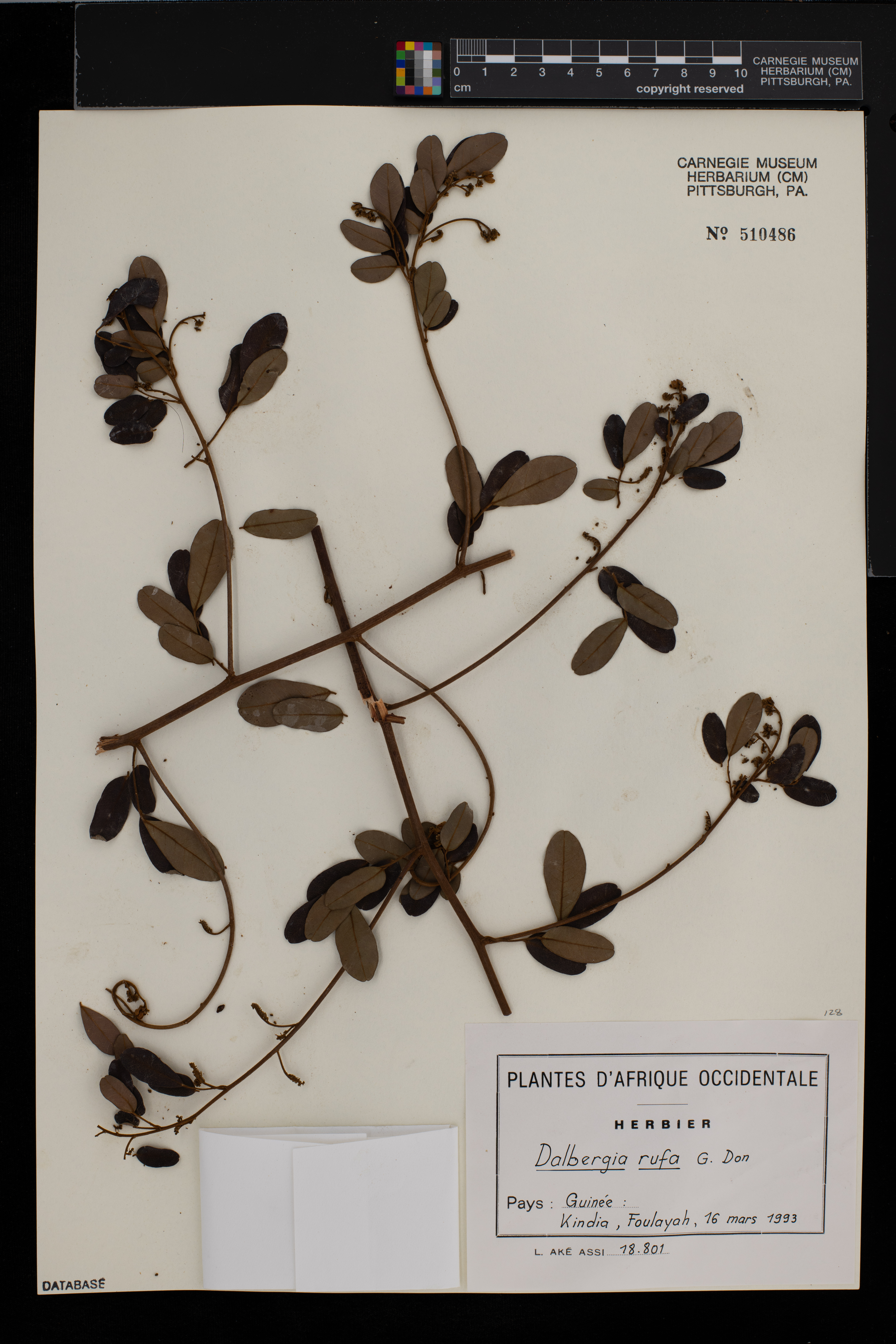 Dalbergia rufa image