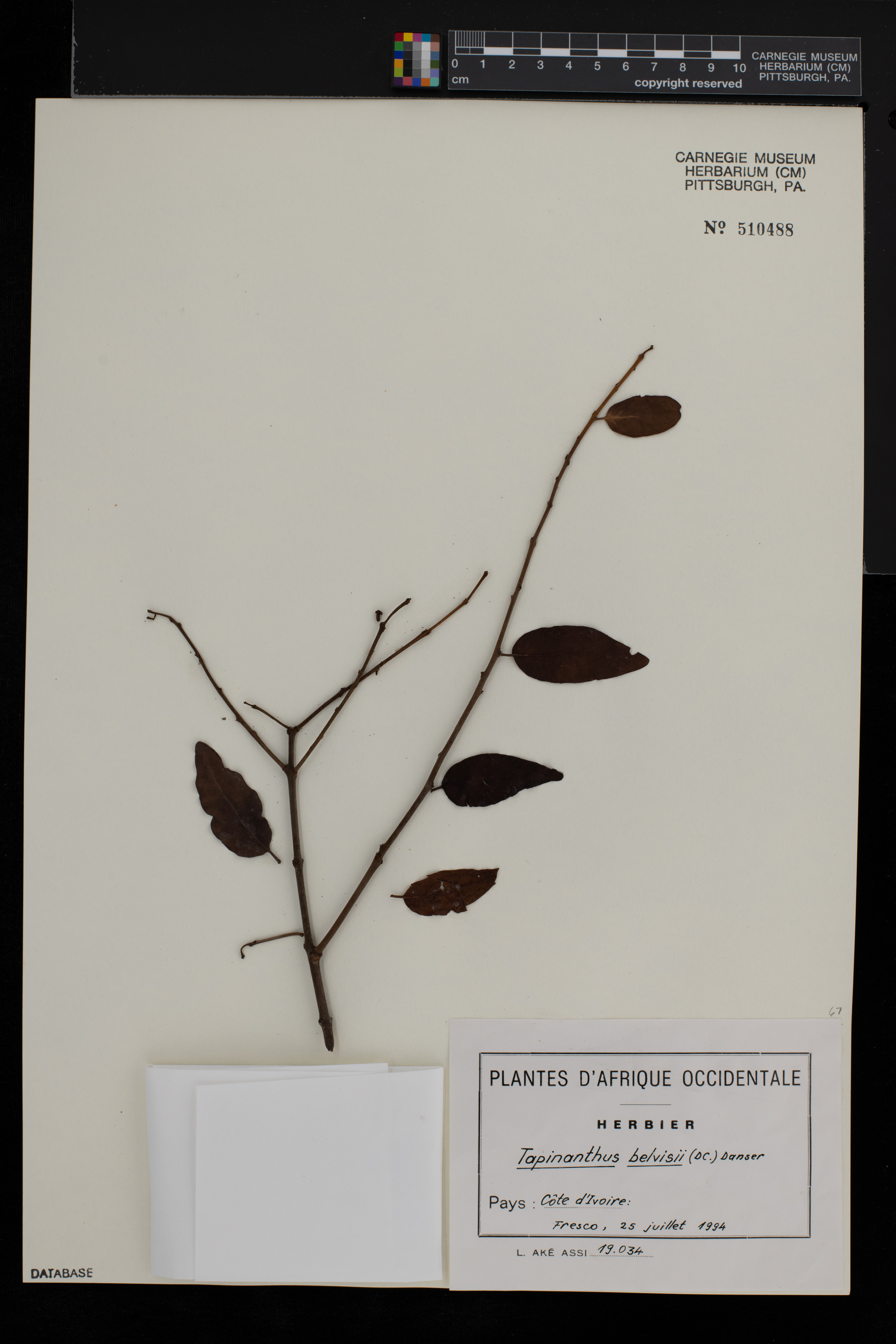 Tapinanthus belvisii image