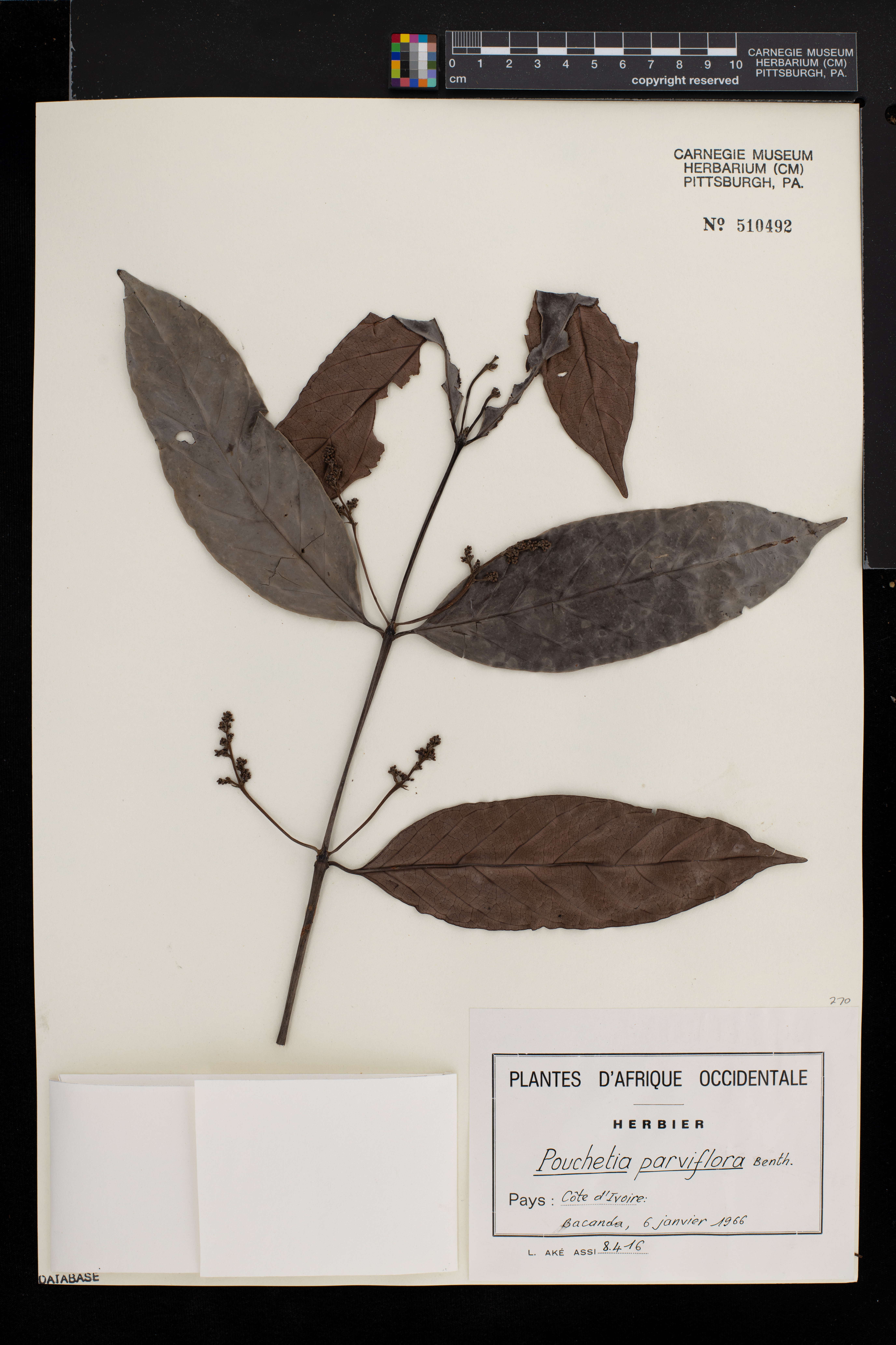 Pouchetia parviflora image