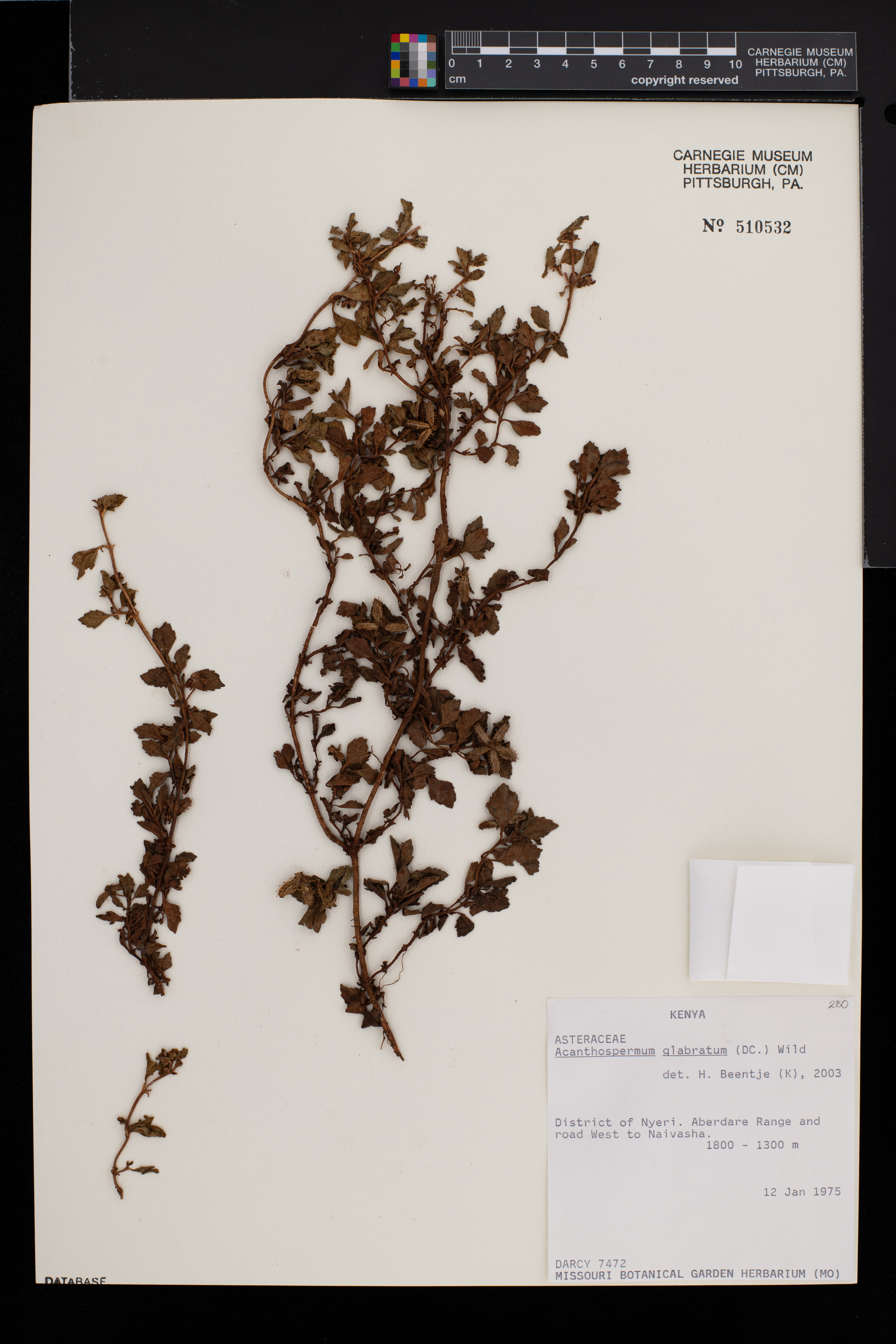 Acanthospermum glabratum image
