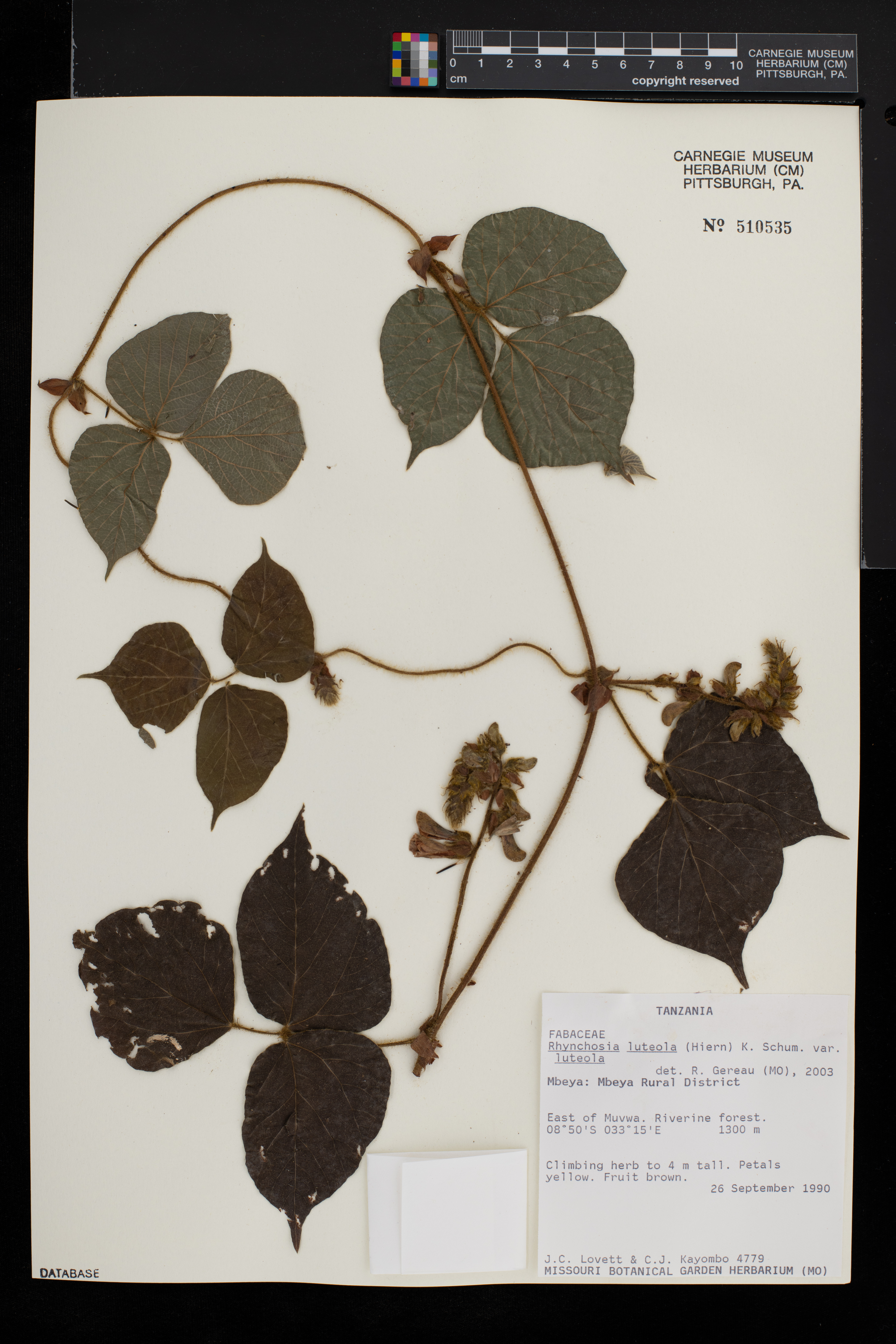 Rhynchosia luteola image