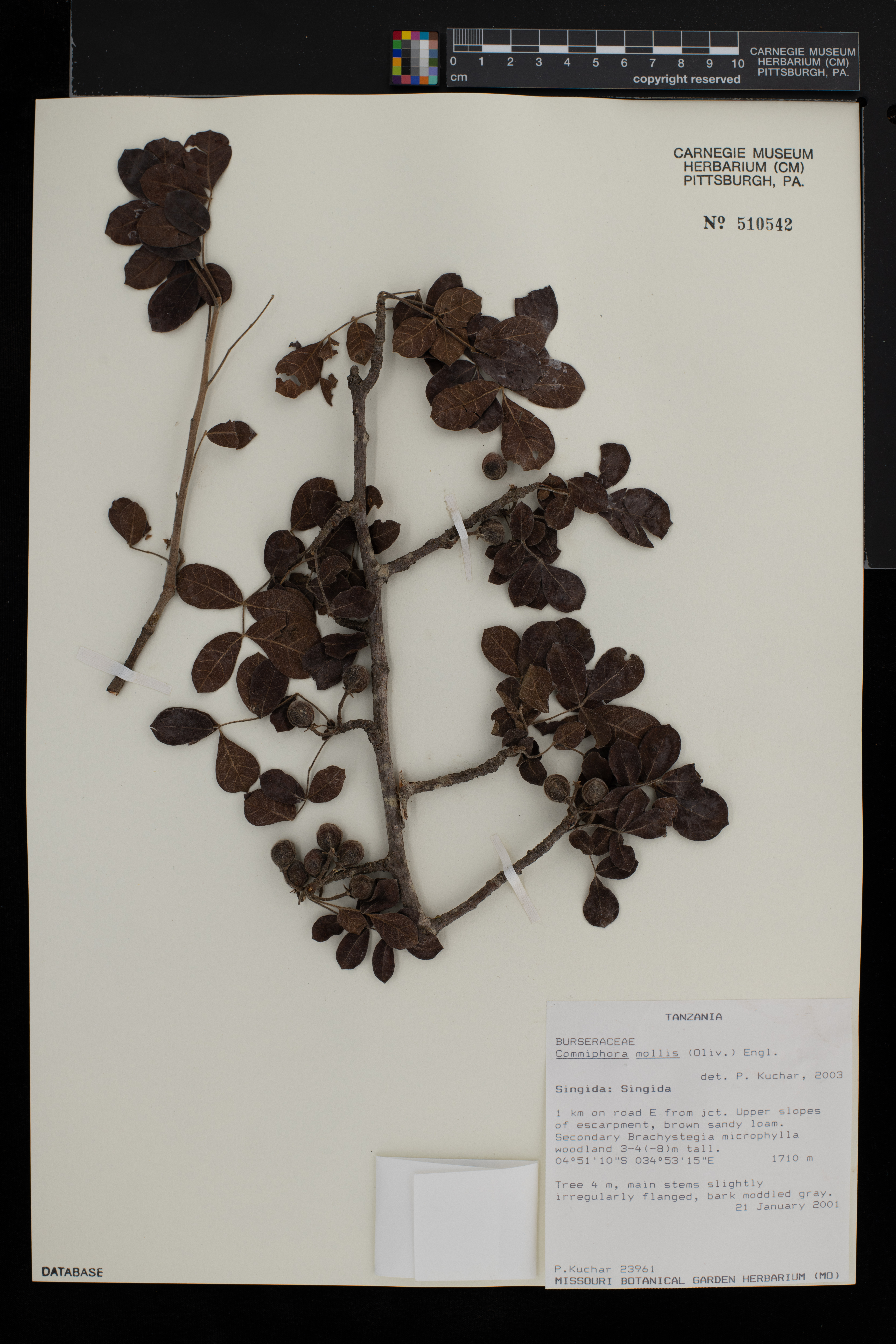 Commiphora mollis image