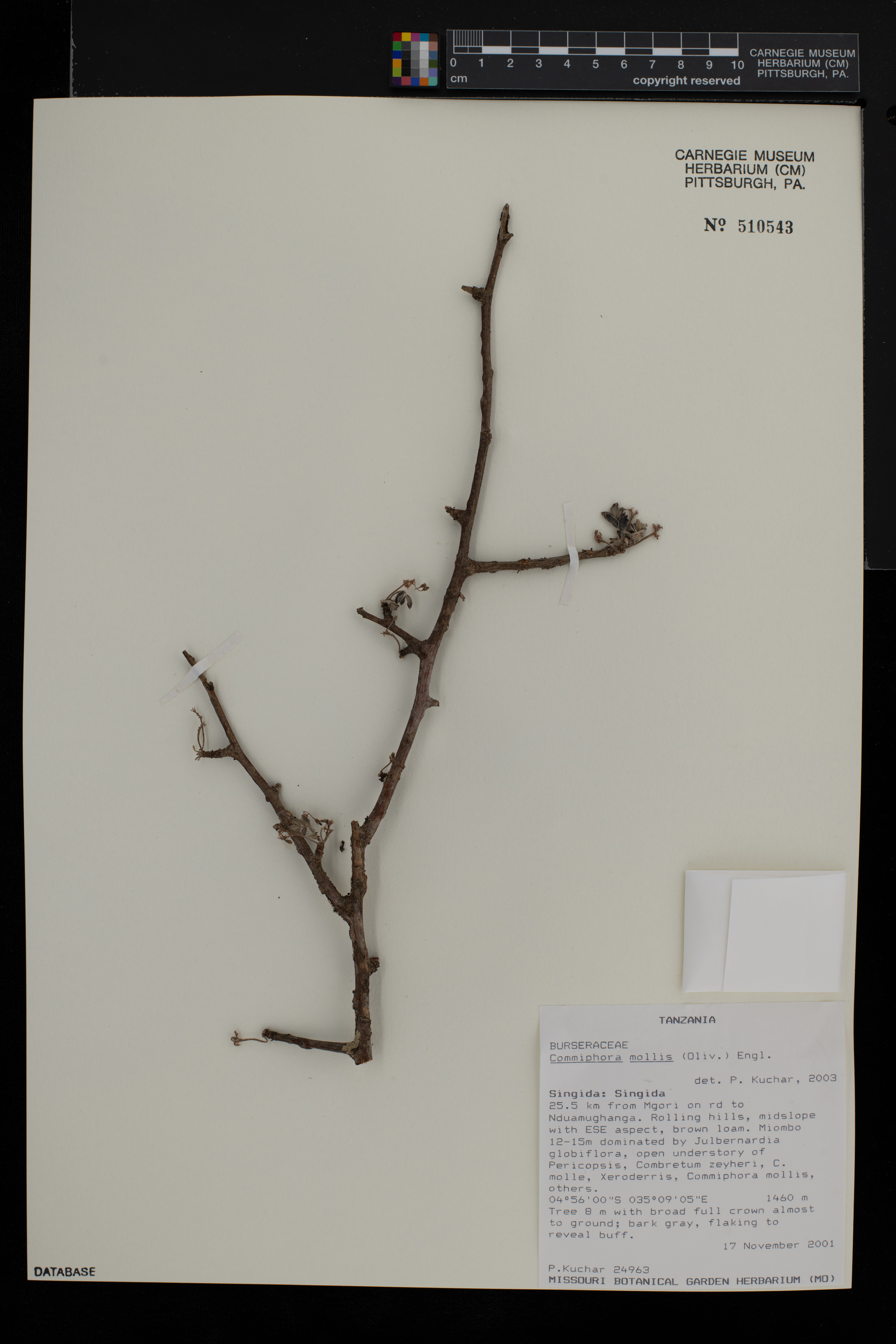 Commiphora mollis image