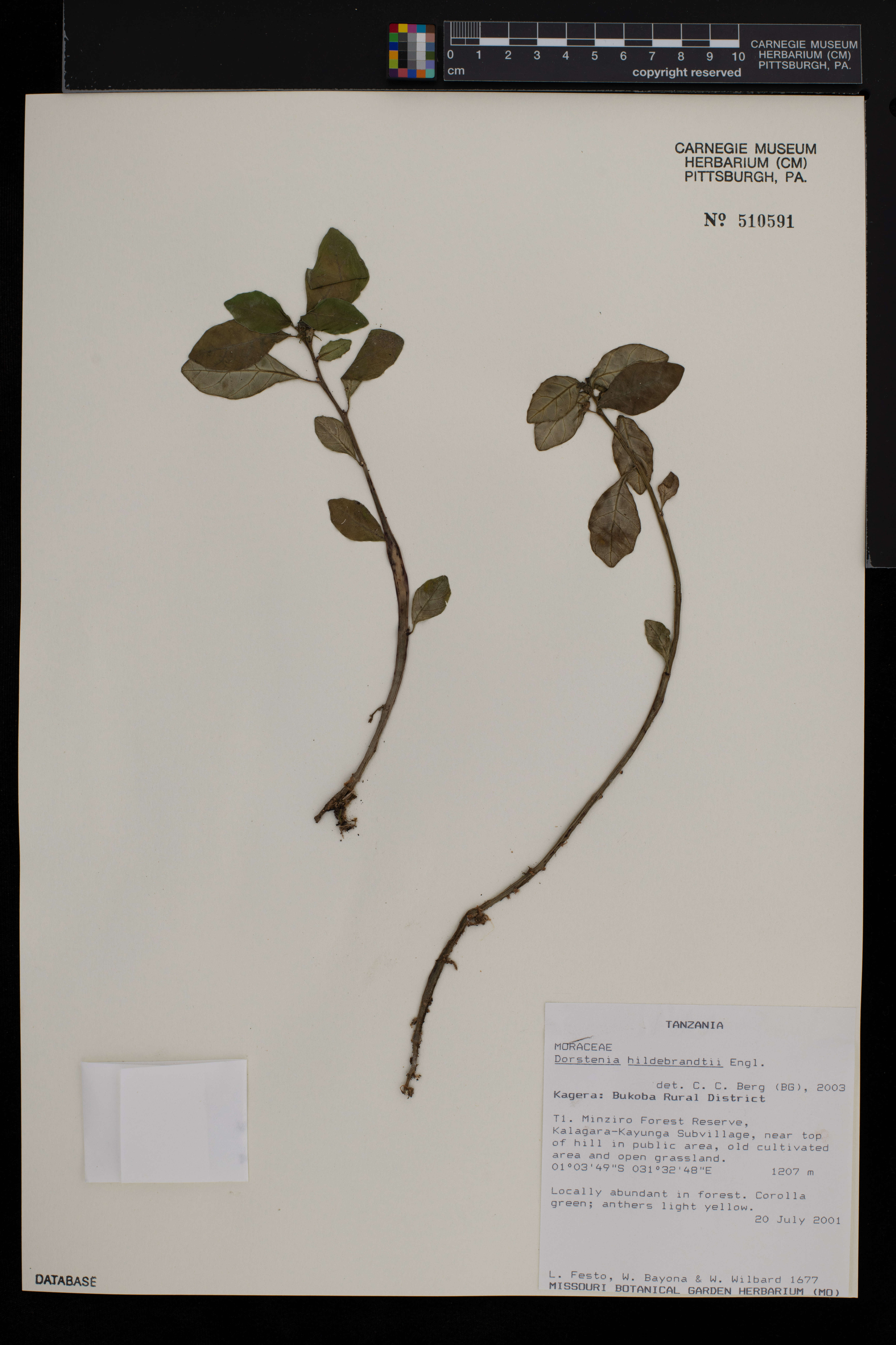 Dorstenia hildebrandtii image