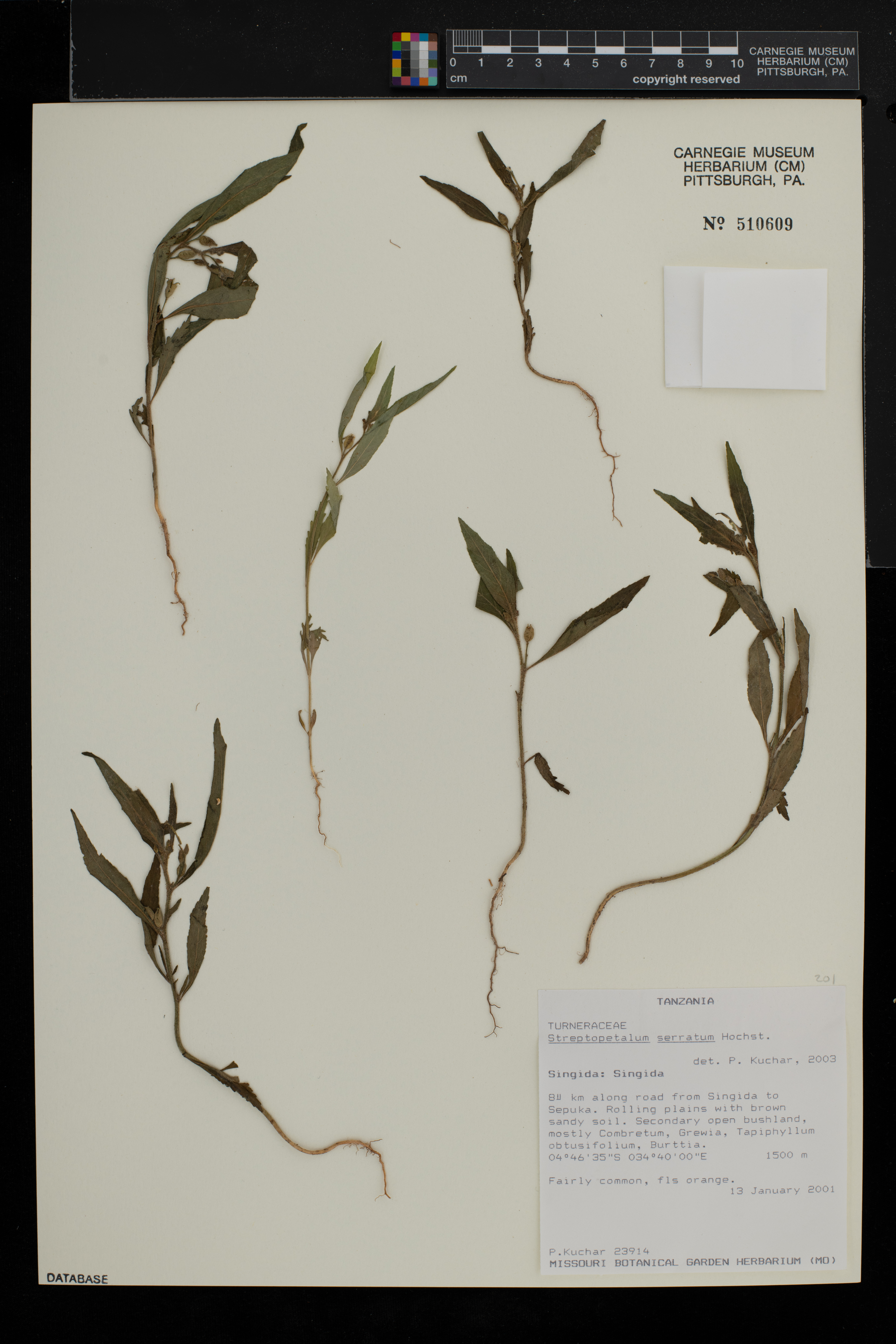 Streptopetalum serratum image