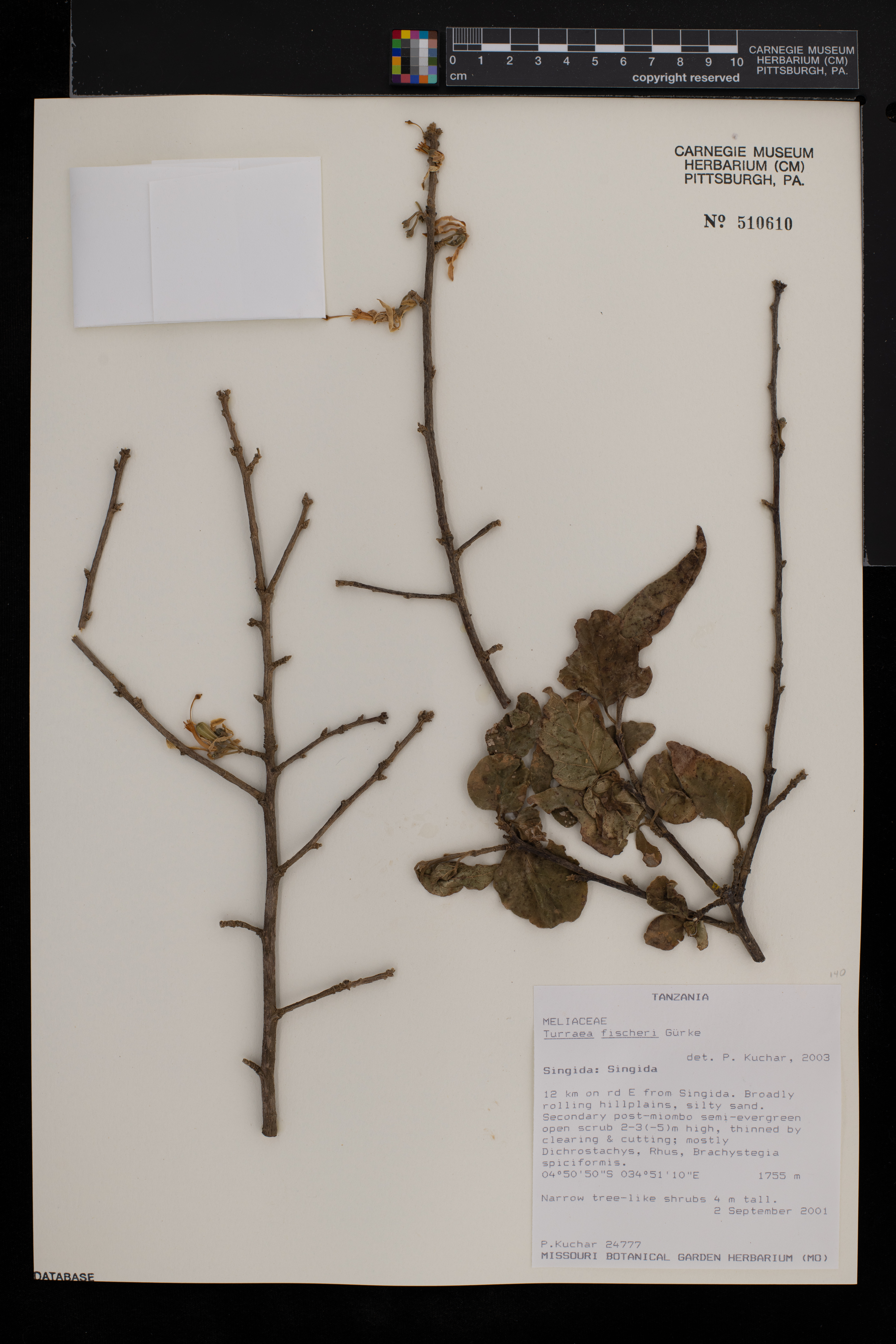 Turraea fischeri image