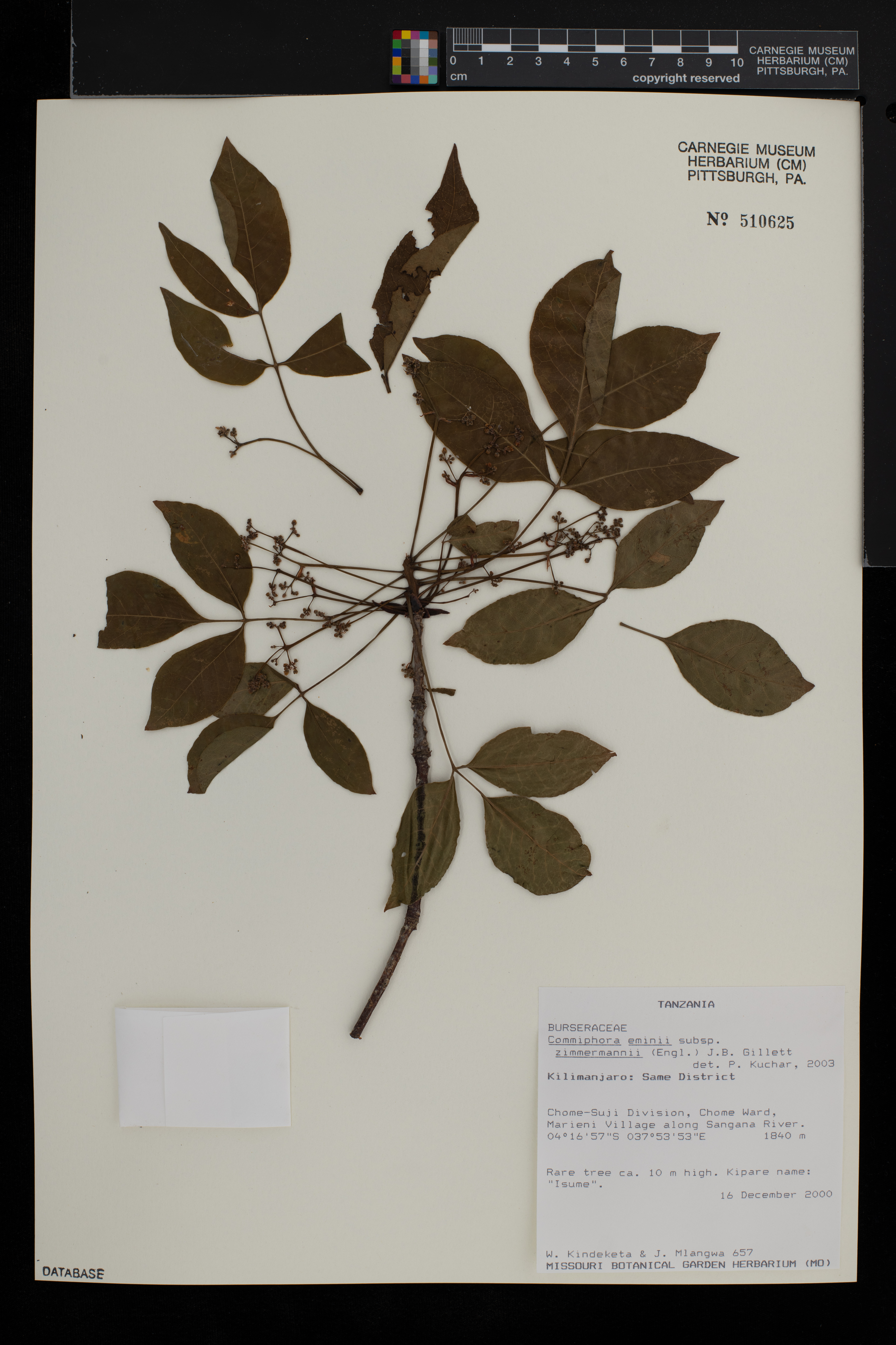 Commiphora eminii subsp. zimmermannii image