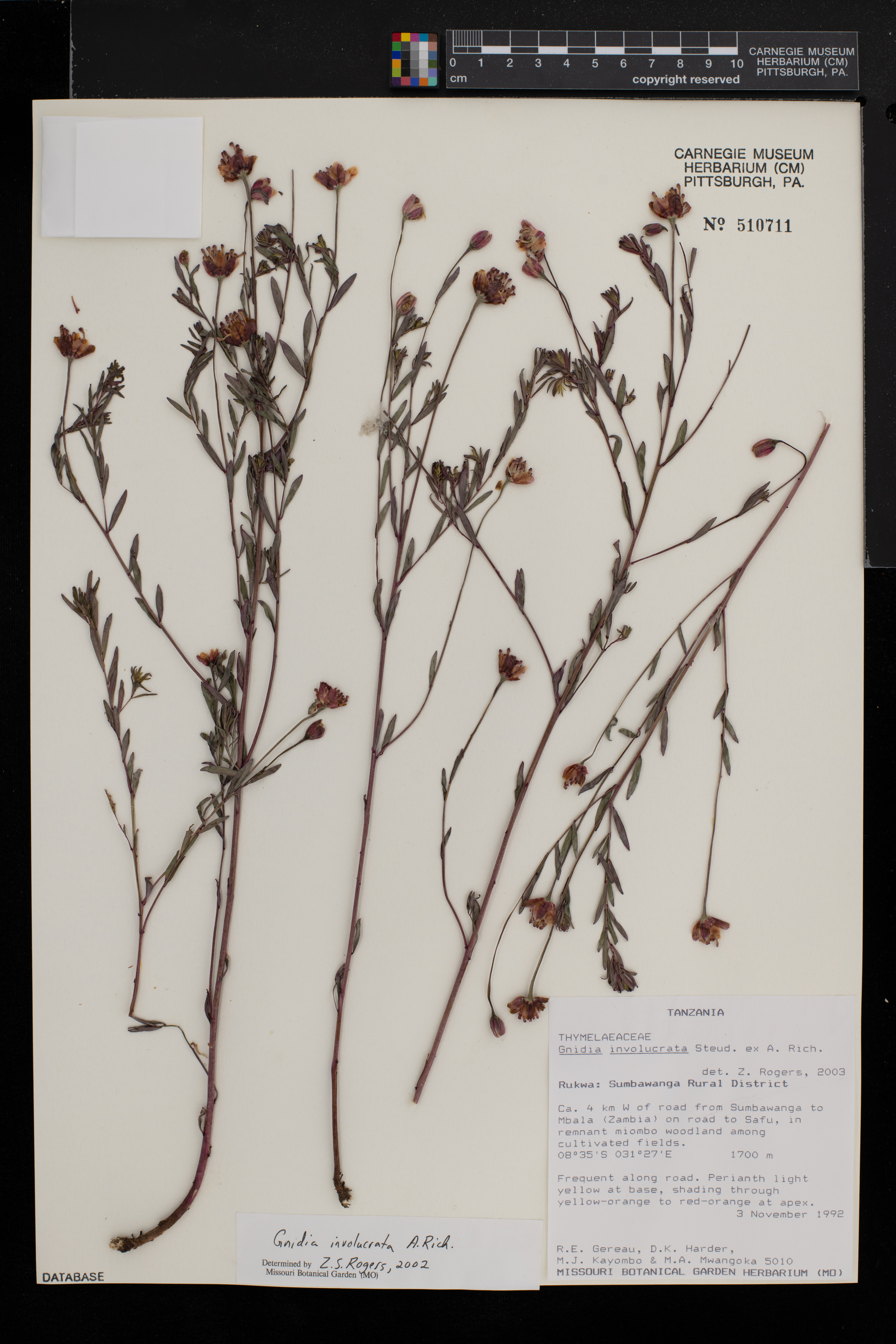 Gnidia involucrata image