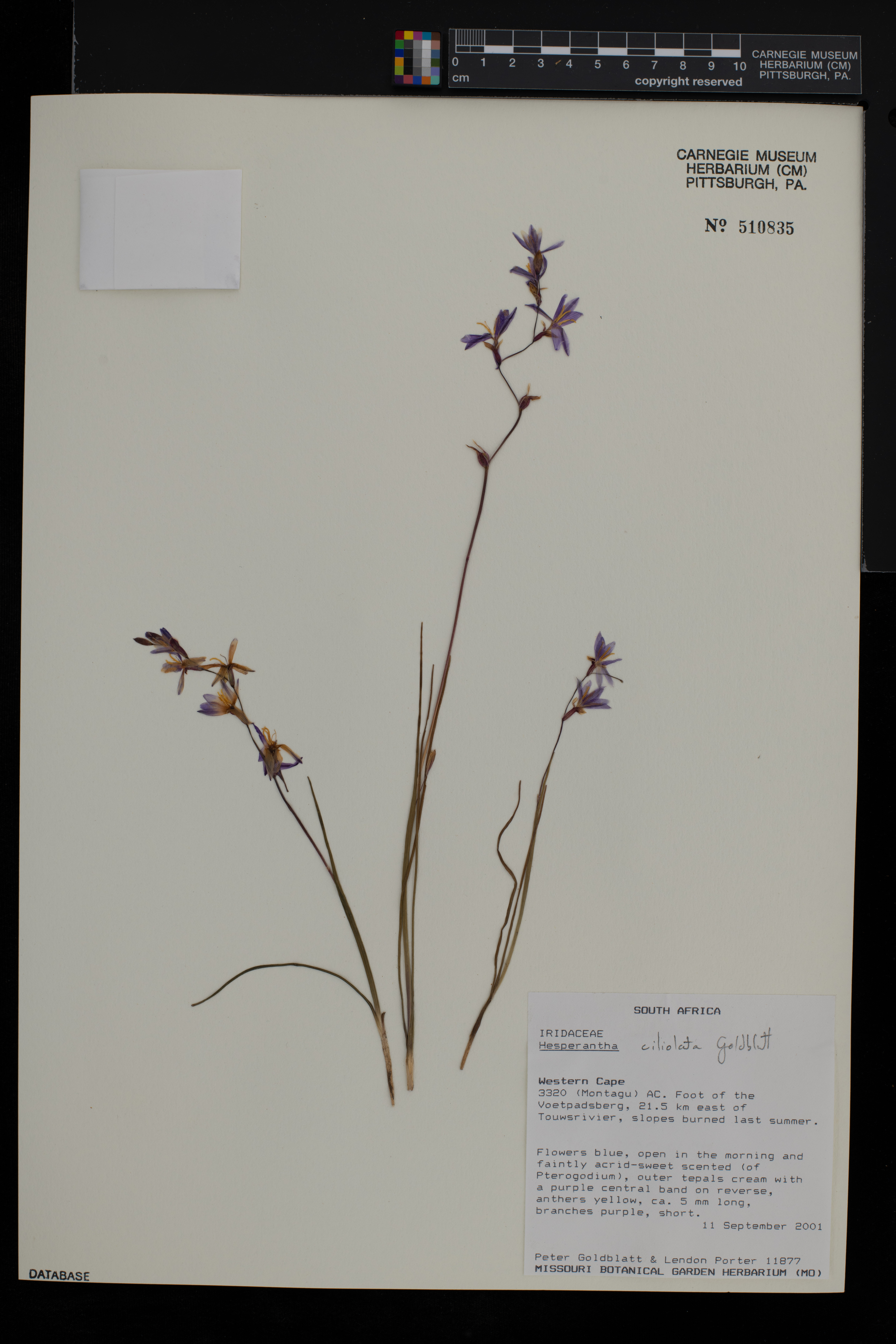 Hesperantha pilosa subsp. bracteolata image