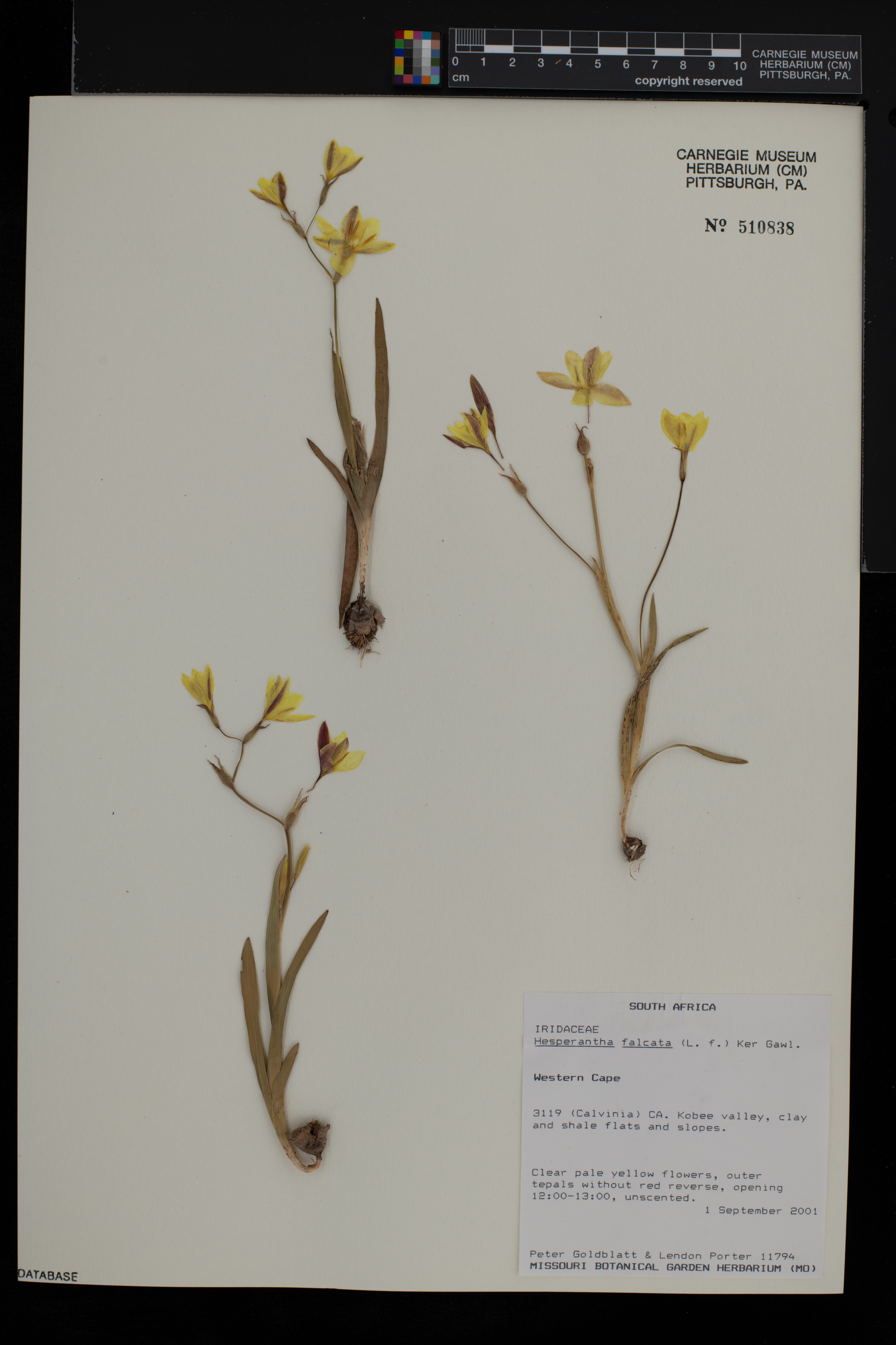 Hesperantha falcata image