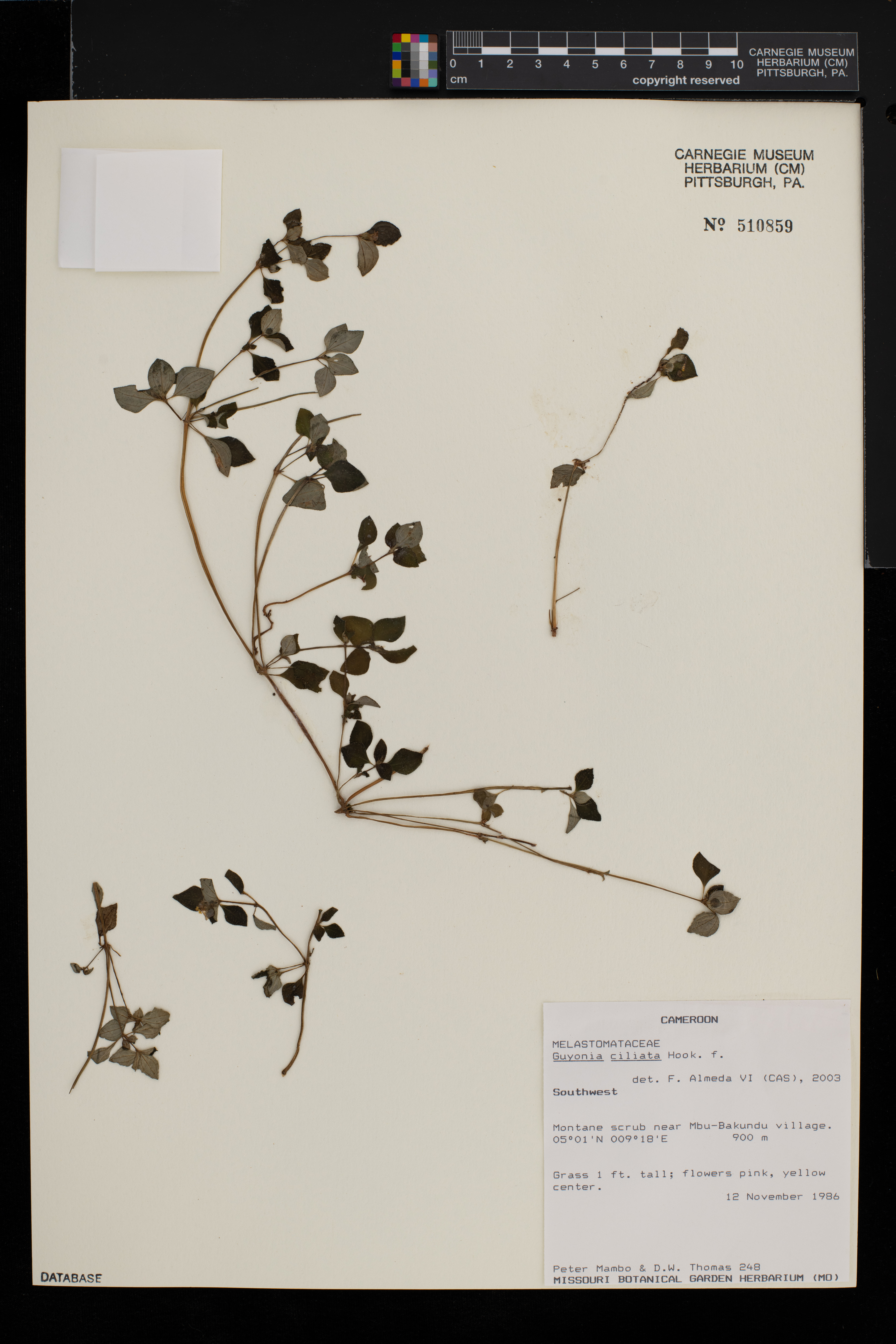Guyonia ciliata image
