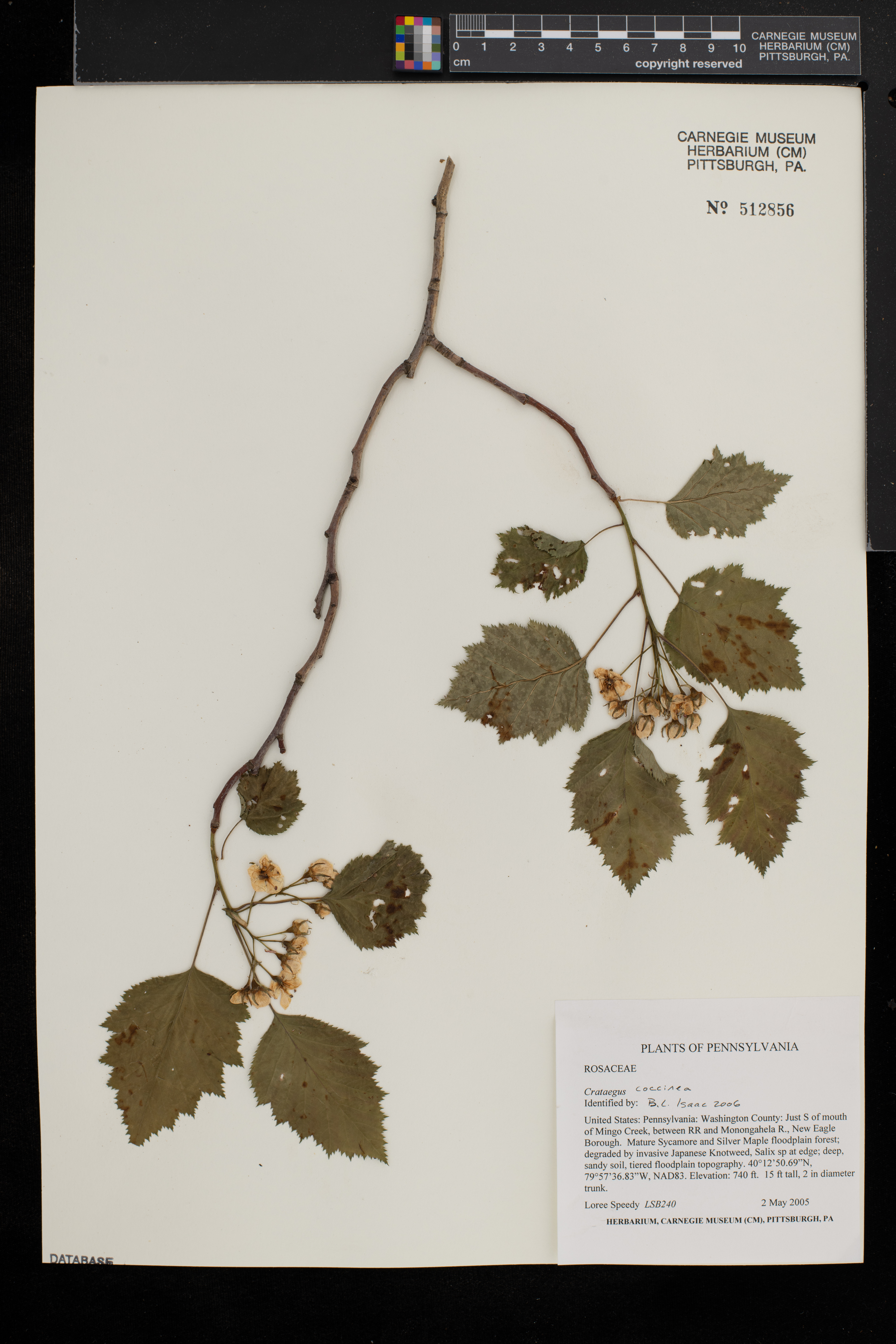 Crataegus coccinea image