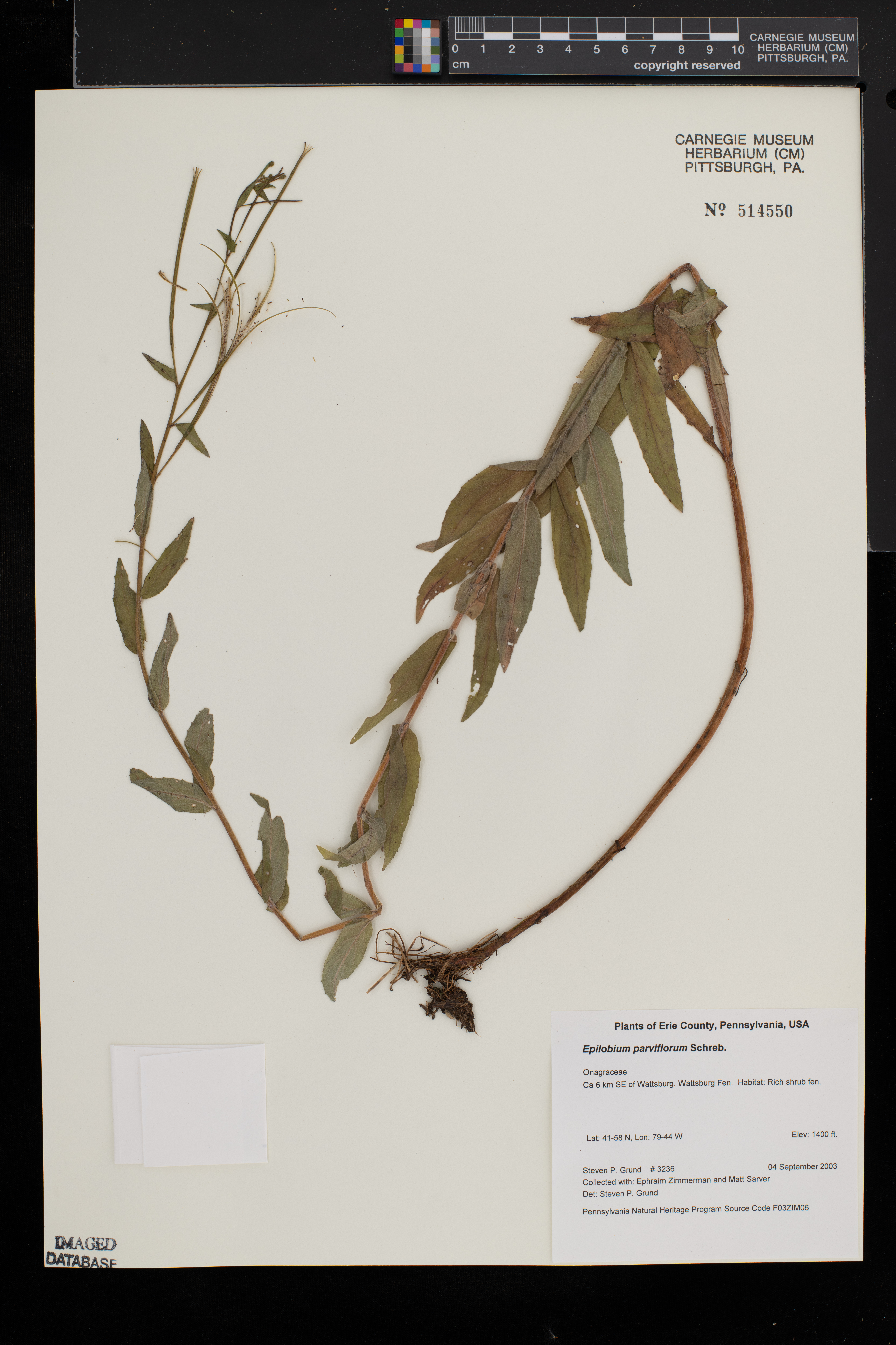 Epilobium parviflorum image
