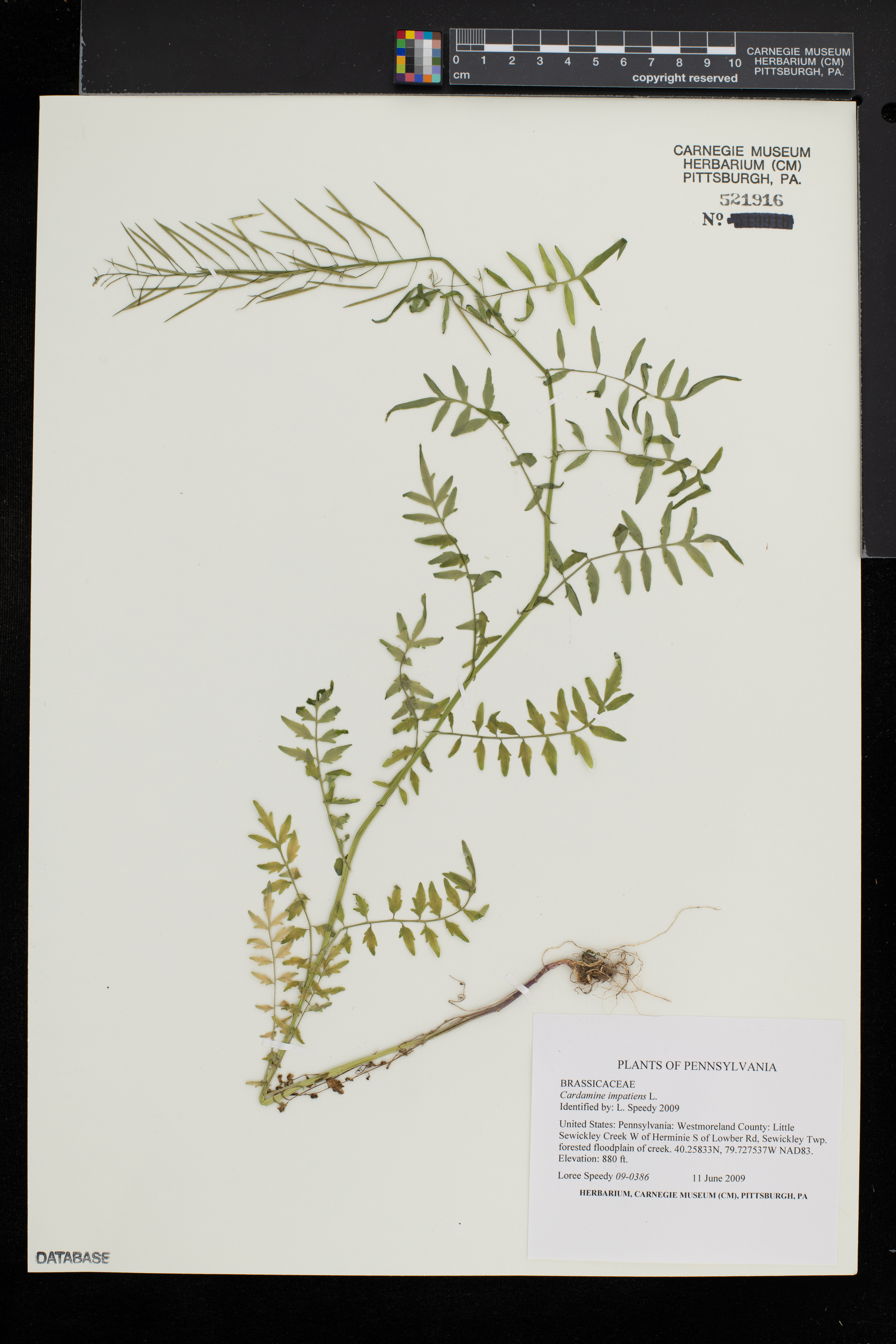 Cardamine impatiens image