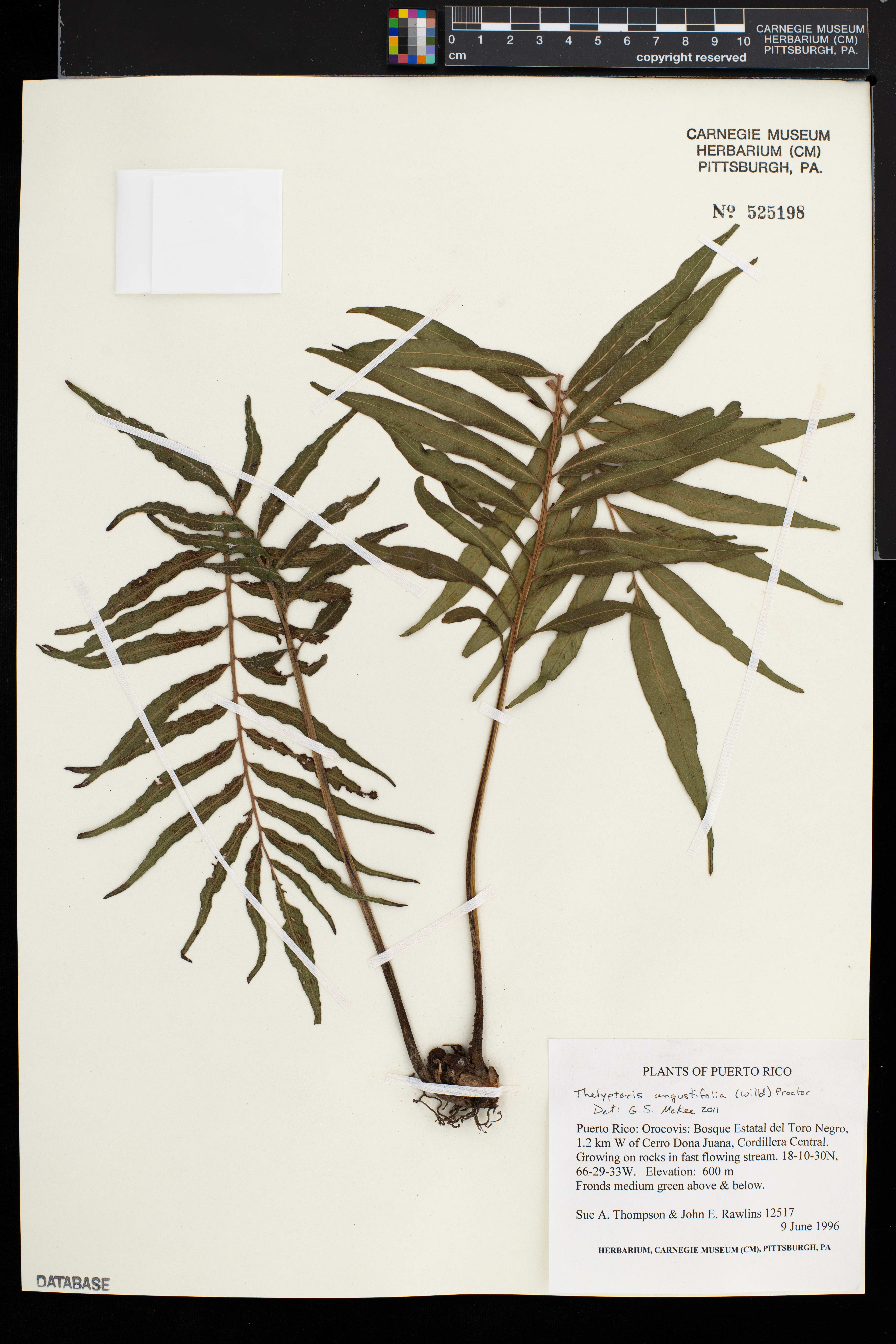 Thelypteris angustifolia image