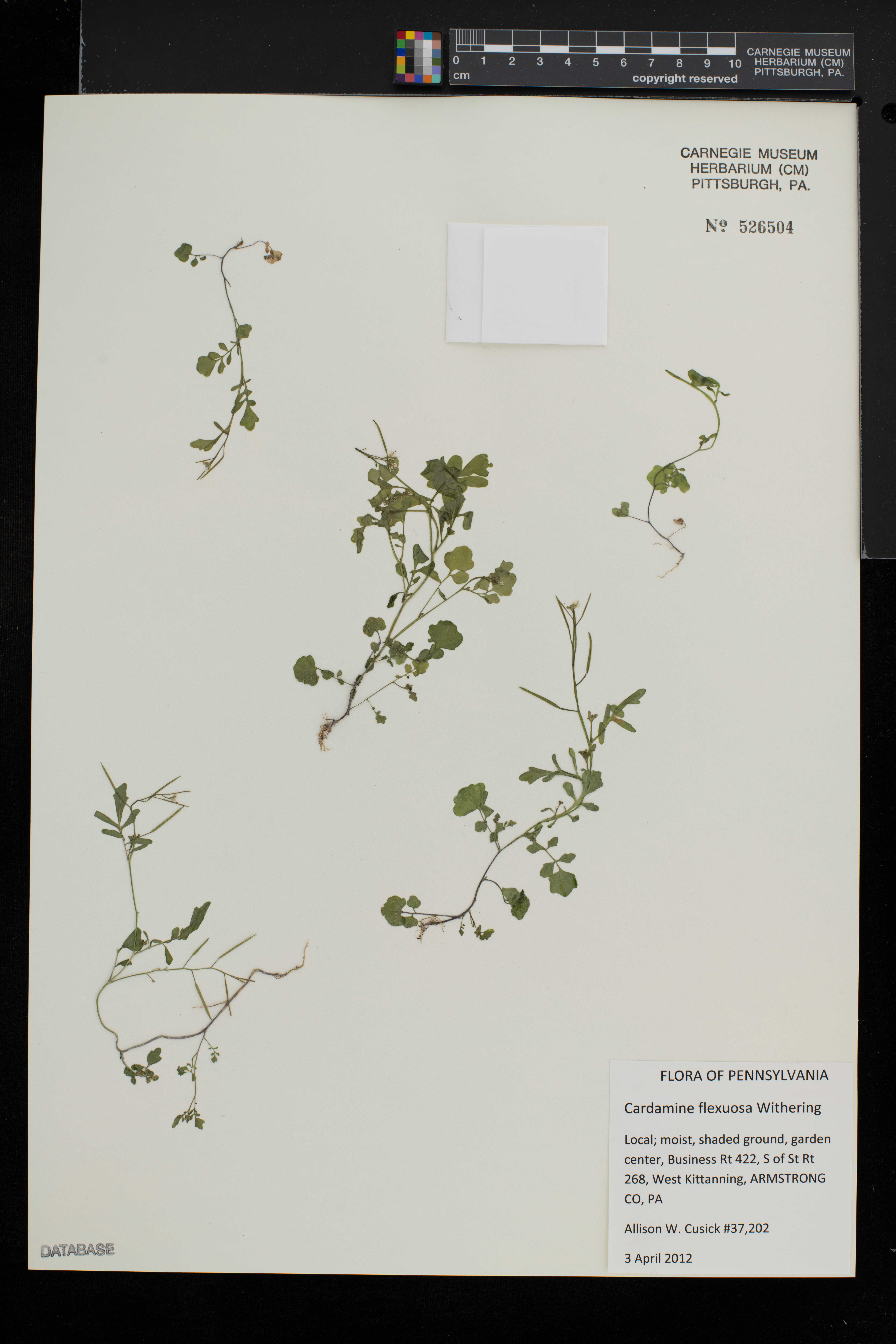 Cardamine flexuosa image