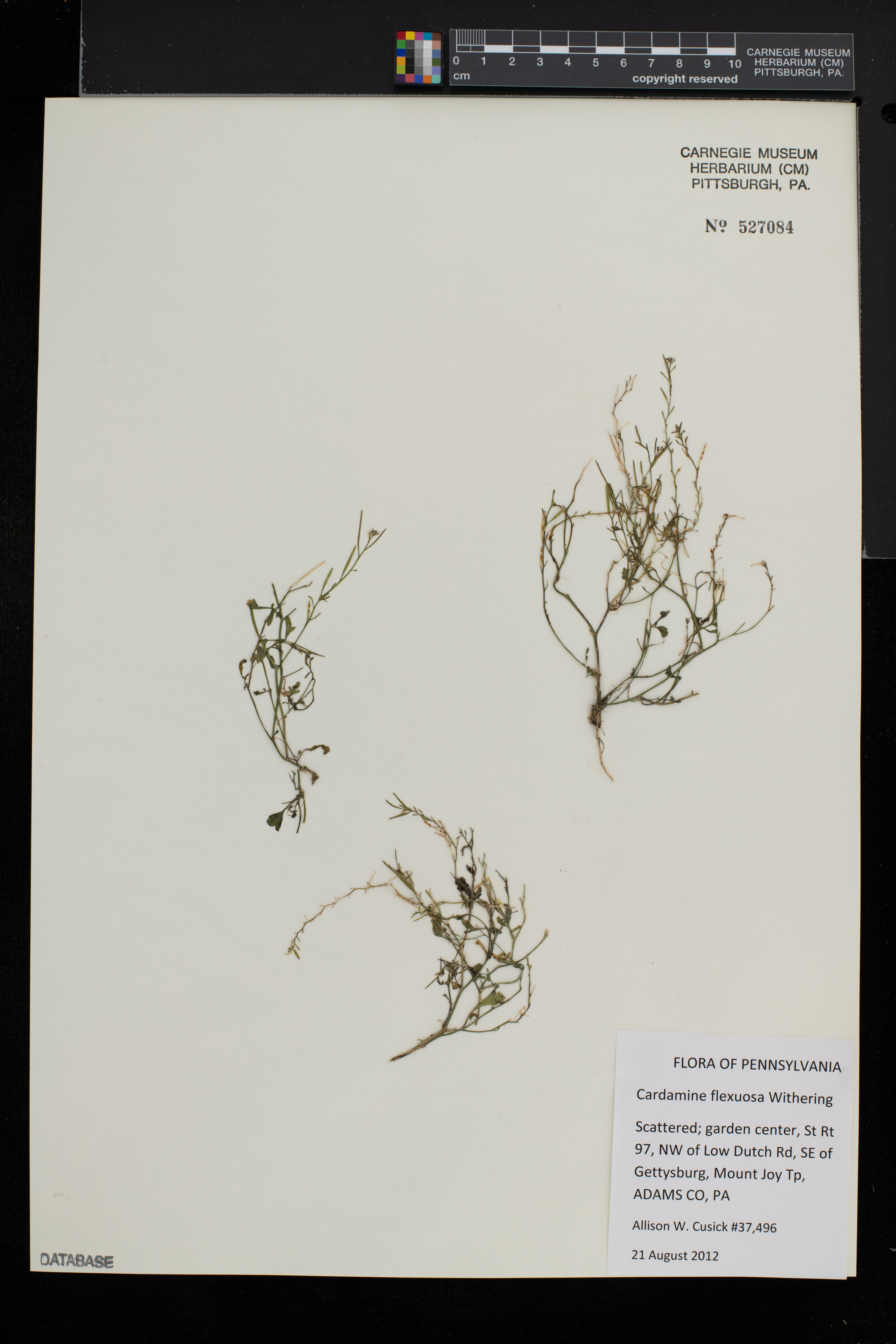 Cardamine flexuosa image