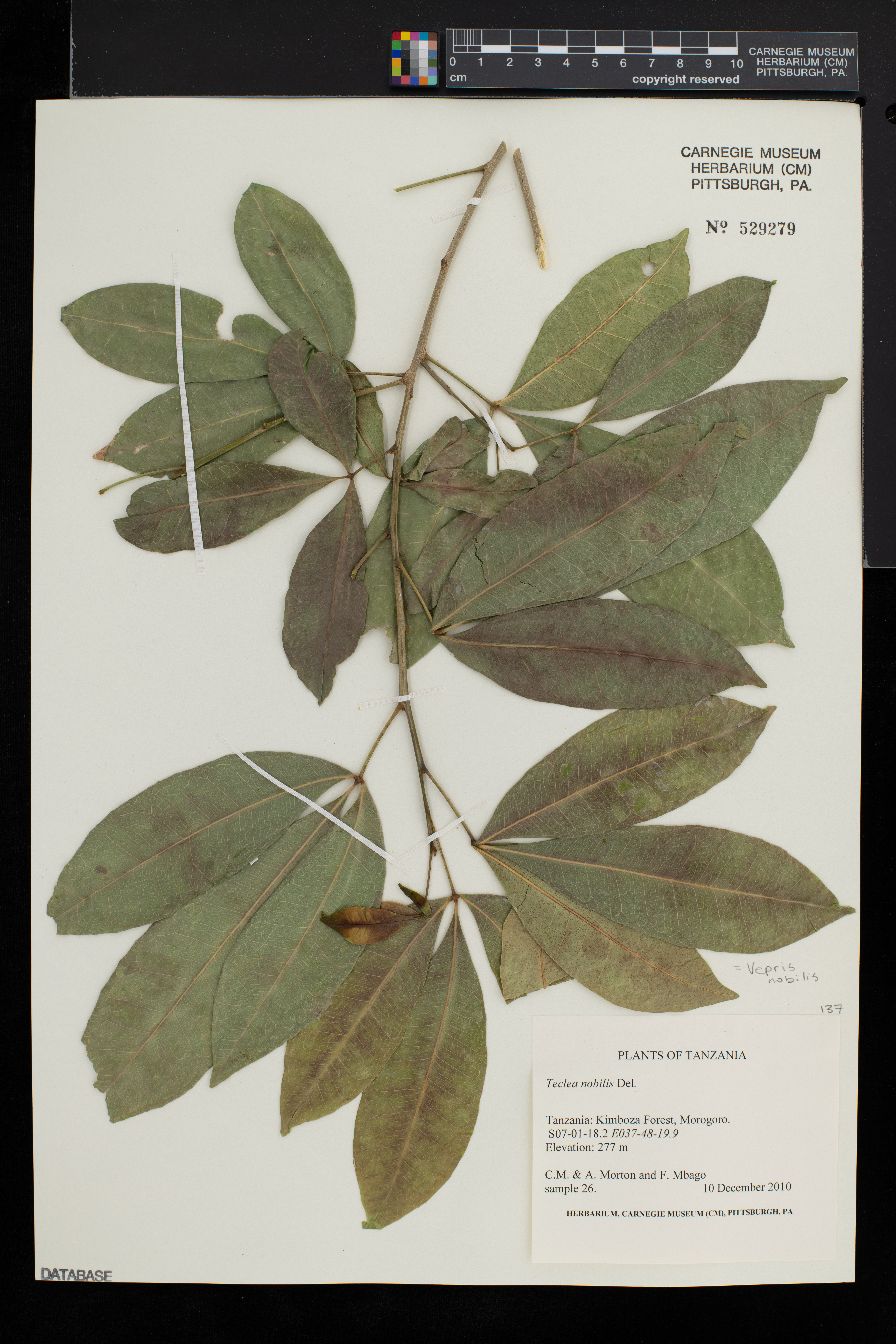 Vepris nobilis image