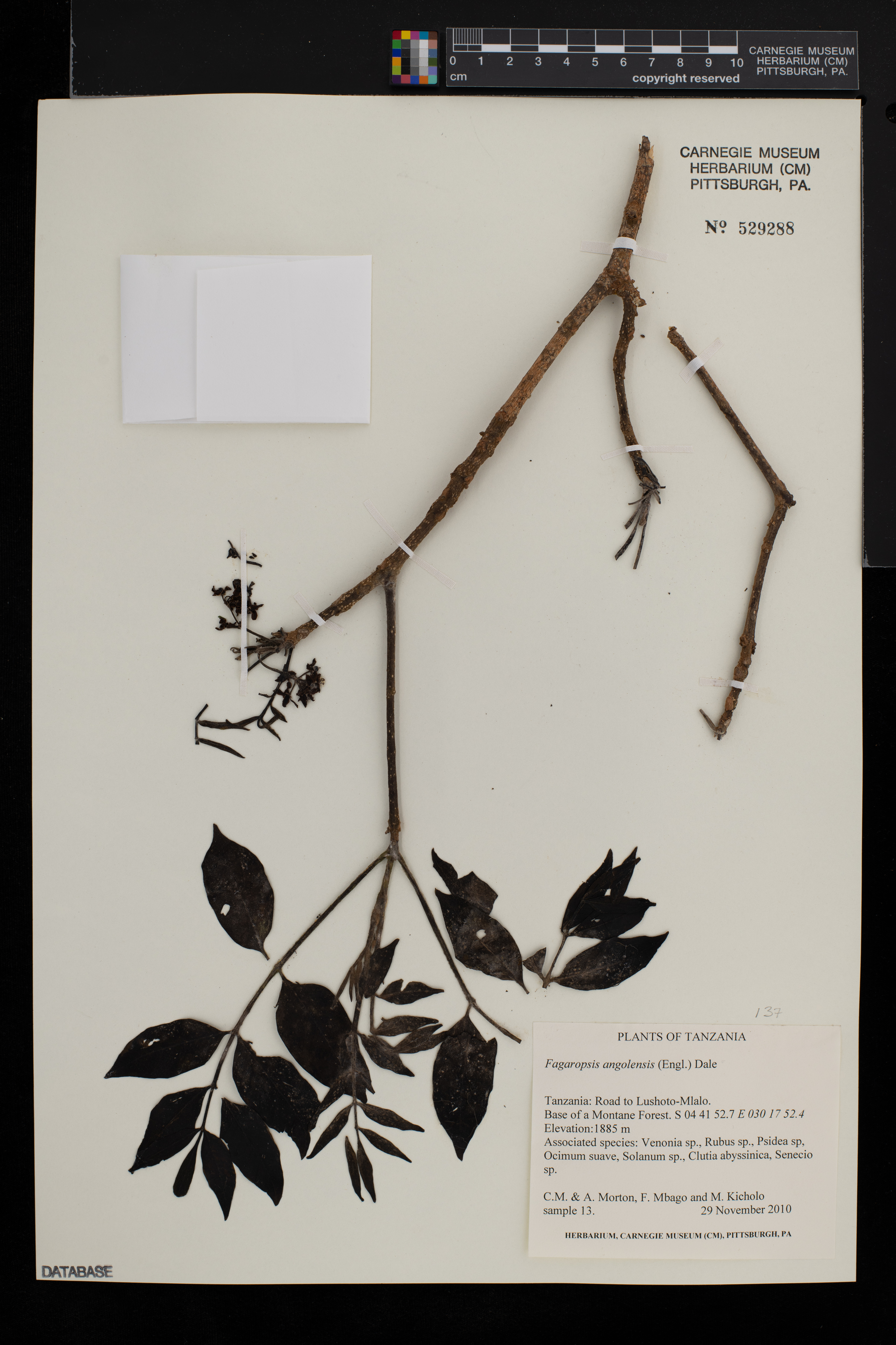 Fagaropsis angolensis image