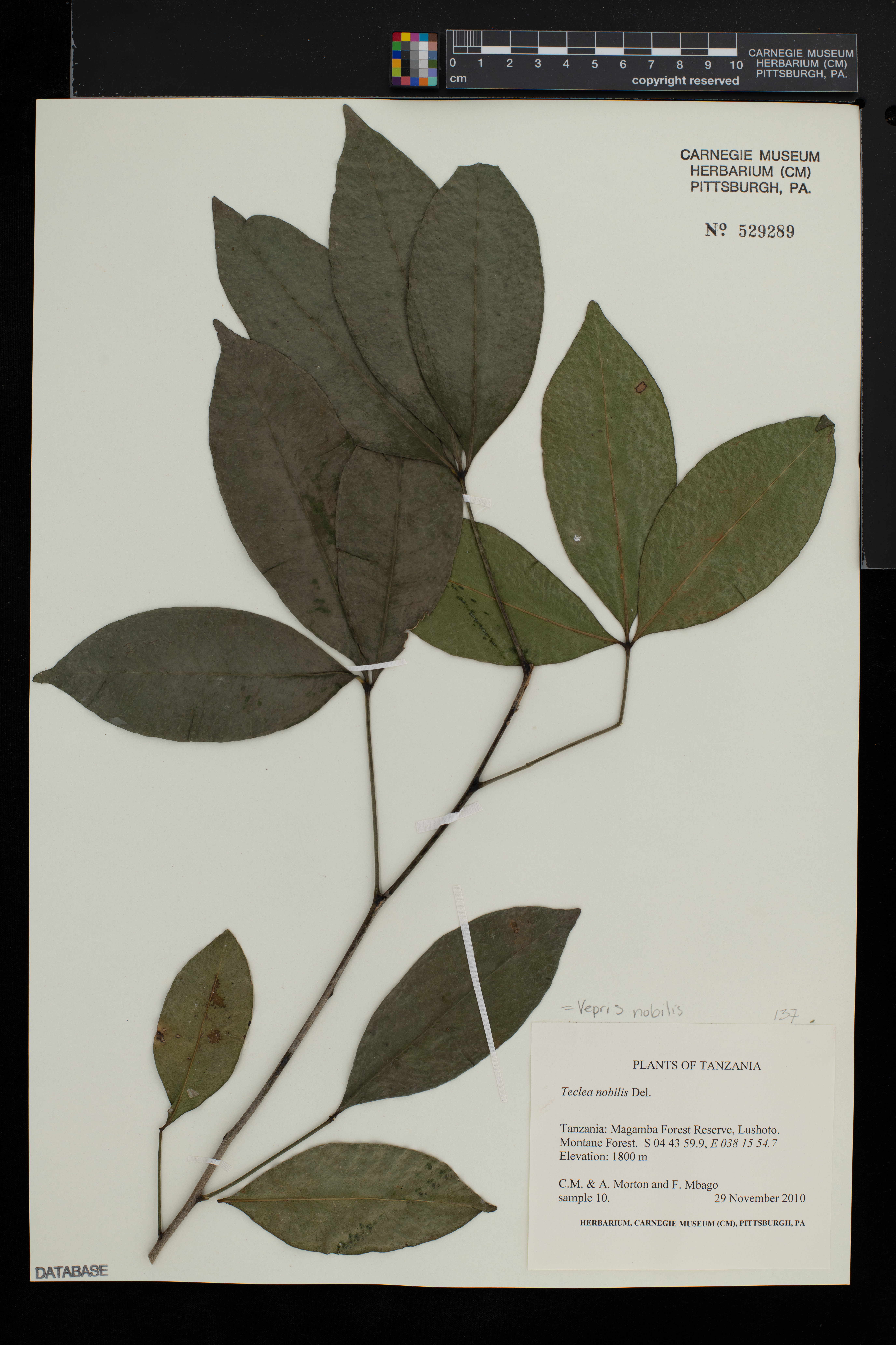 Vepris nobilis image