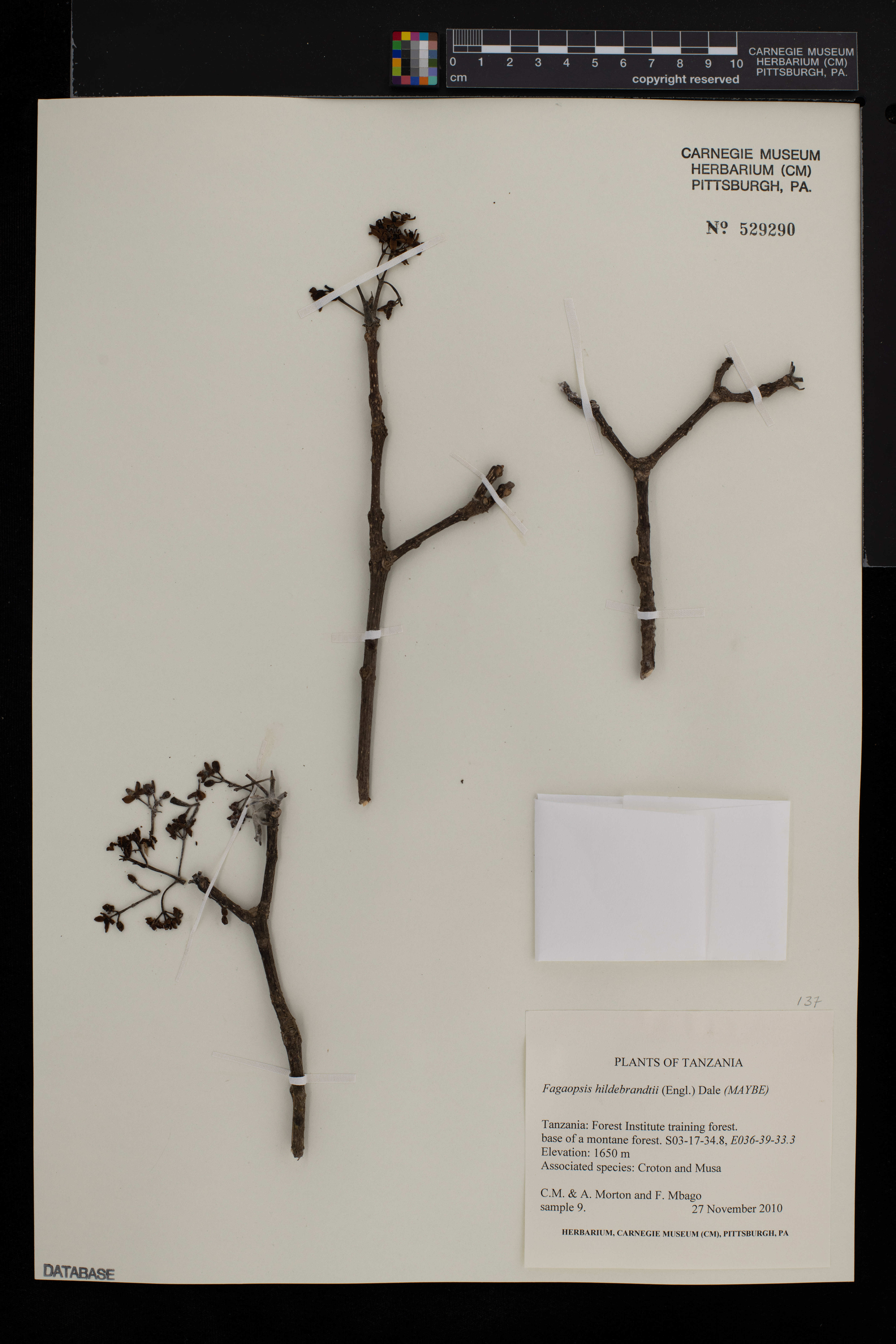 Fagaropsis hildebrandtii image