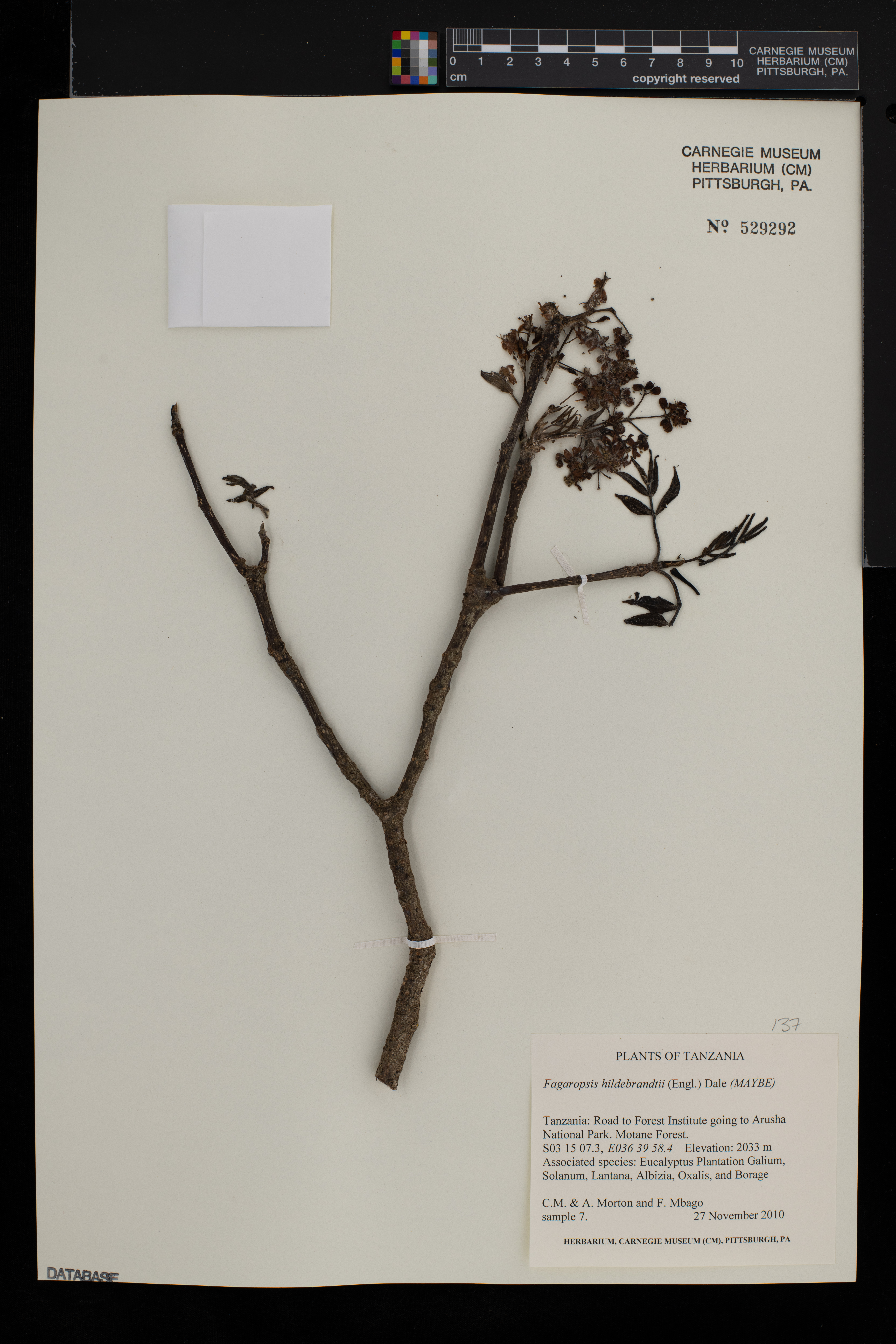 Fagaropsis hildebrandtii image