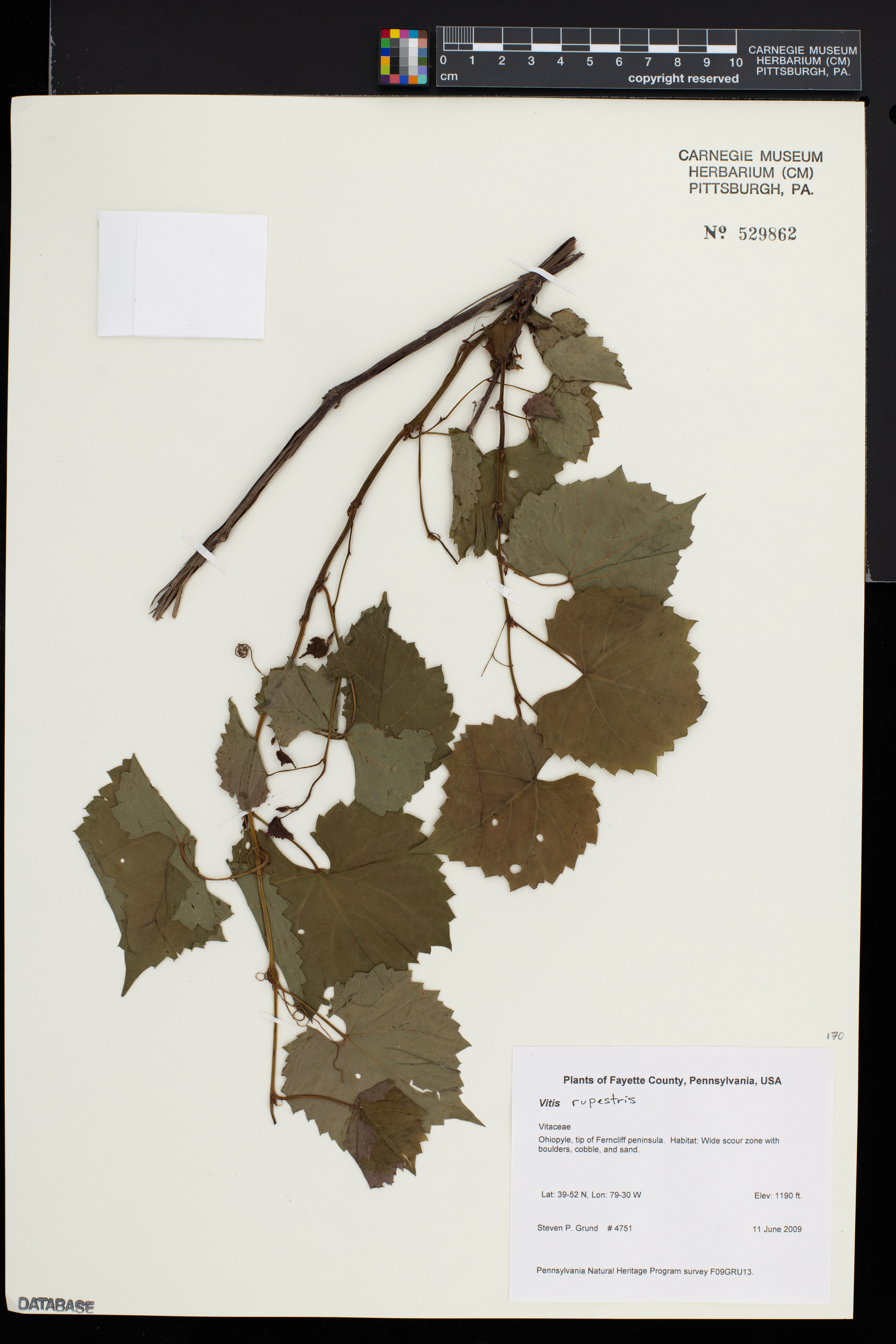 Vitis rupestris image