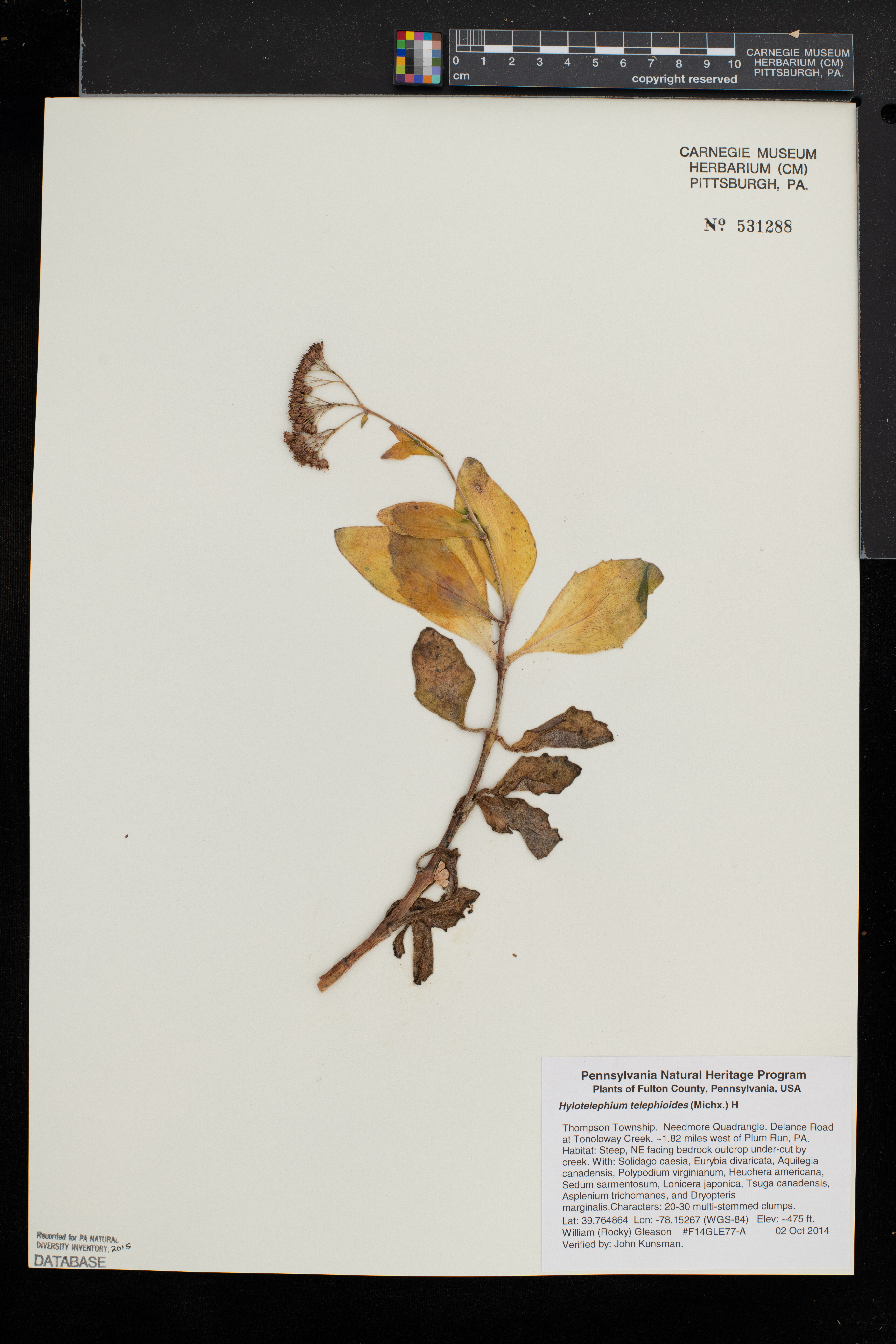 Hylotelephium telephioides image
