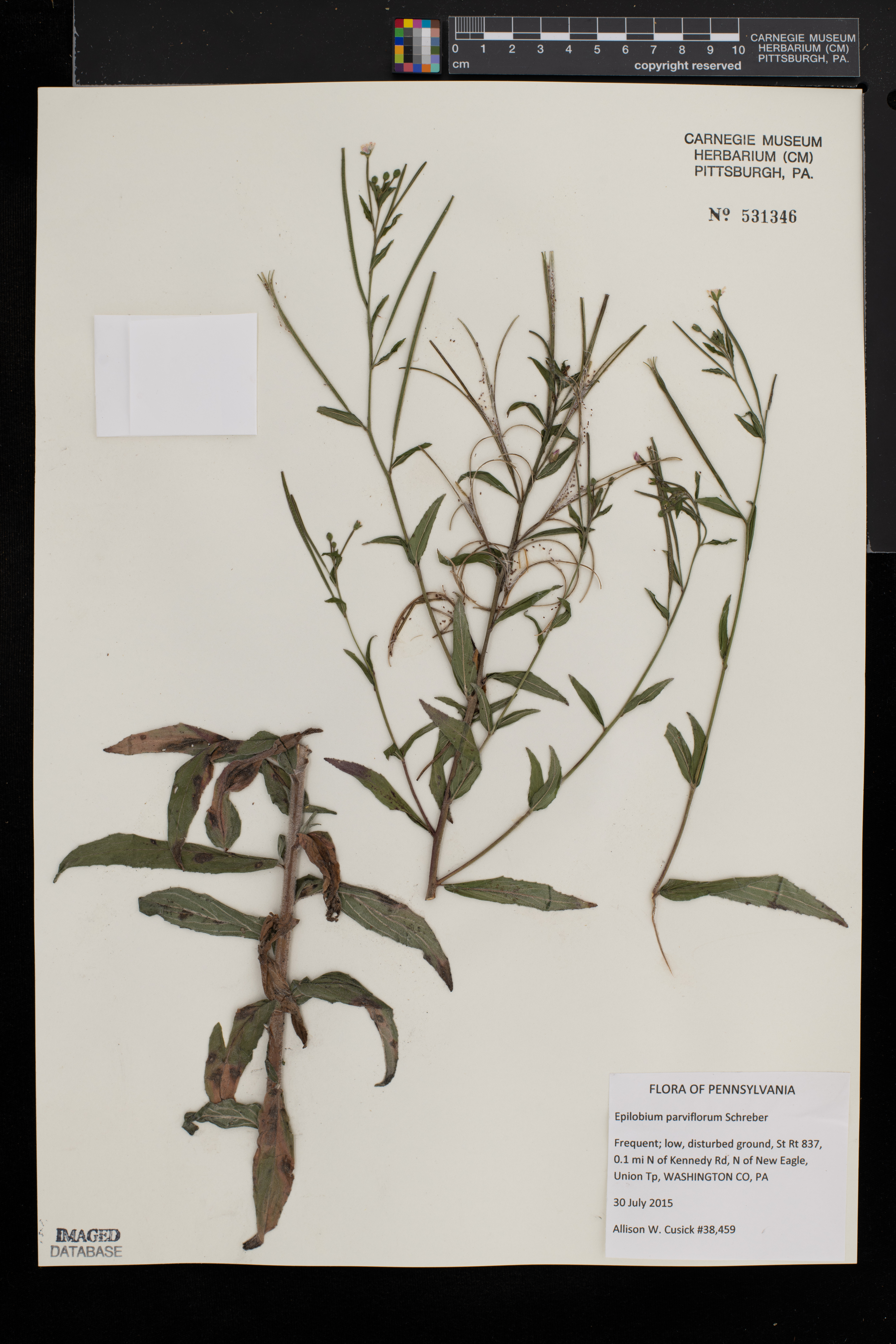 Epilobium parviflorum image