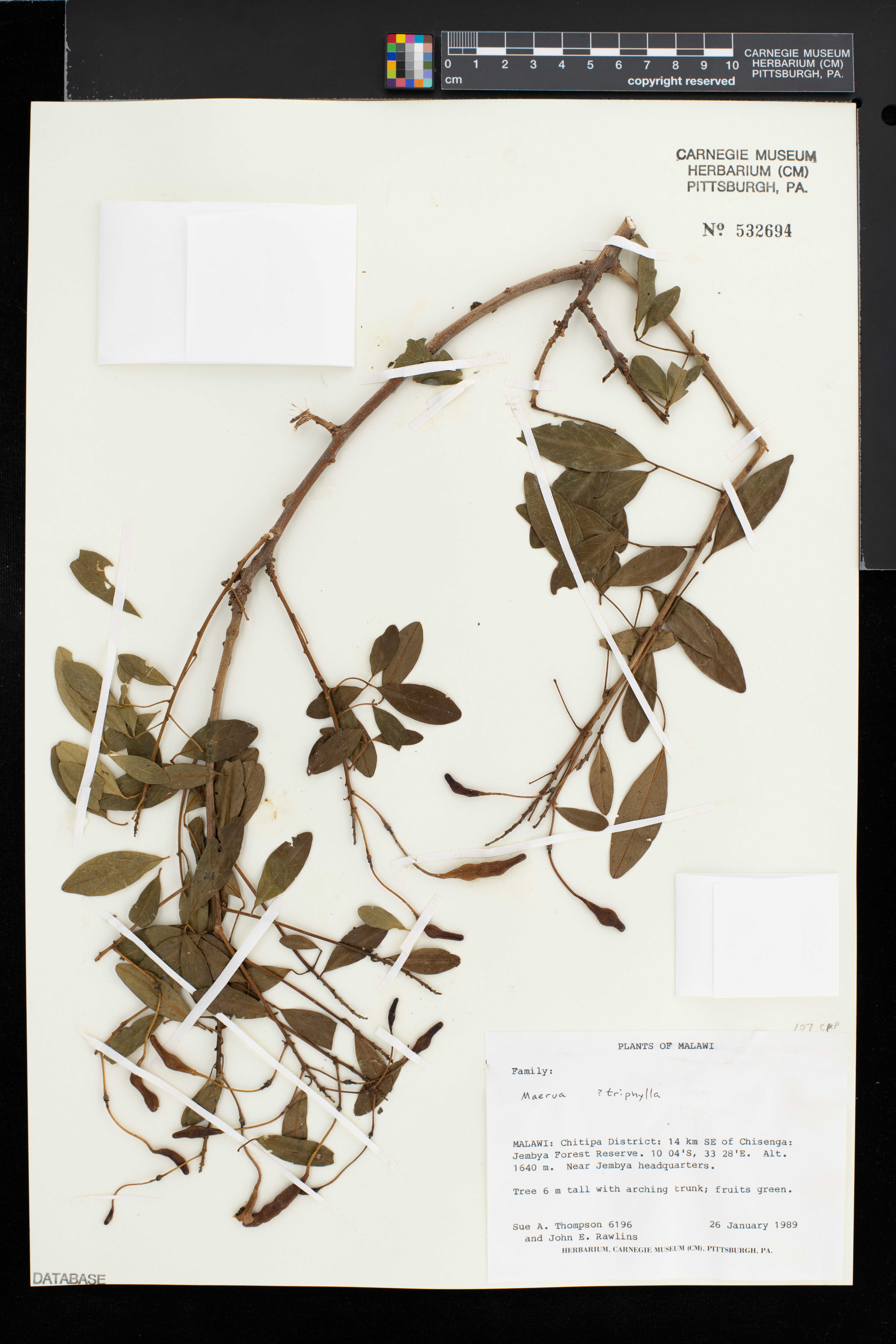 Maerua triphylla image