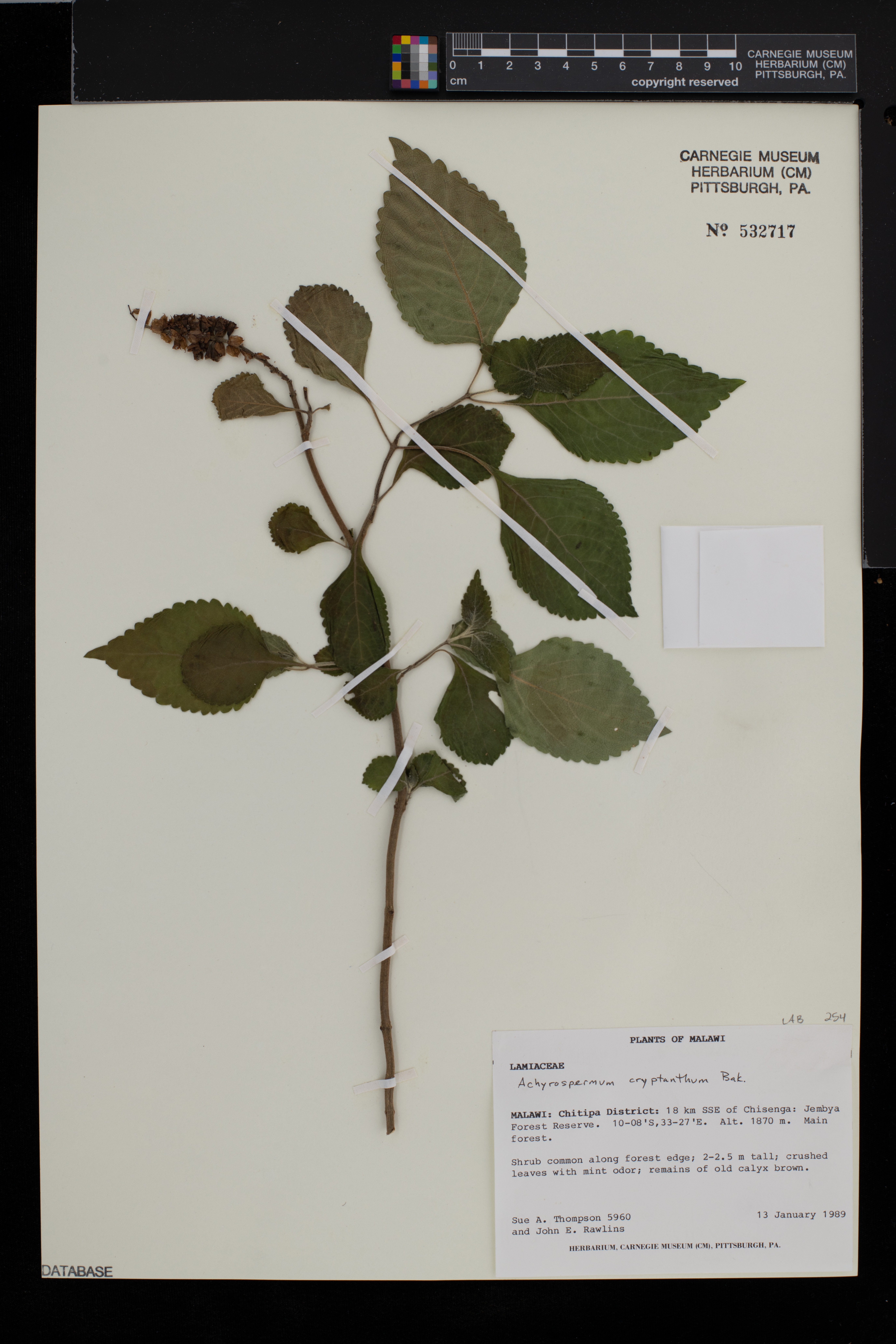Achyrospermum cryptanthum image