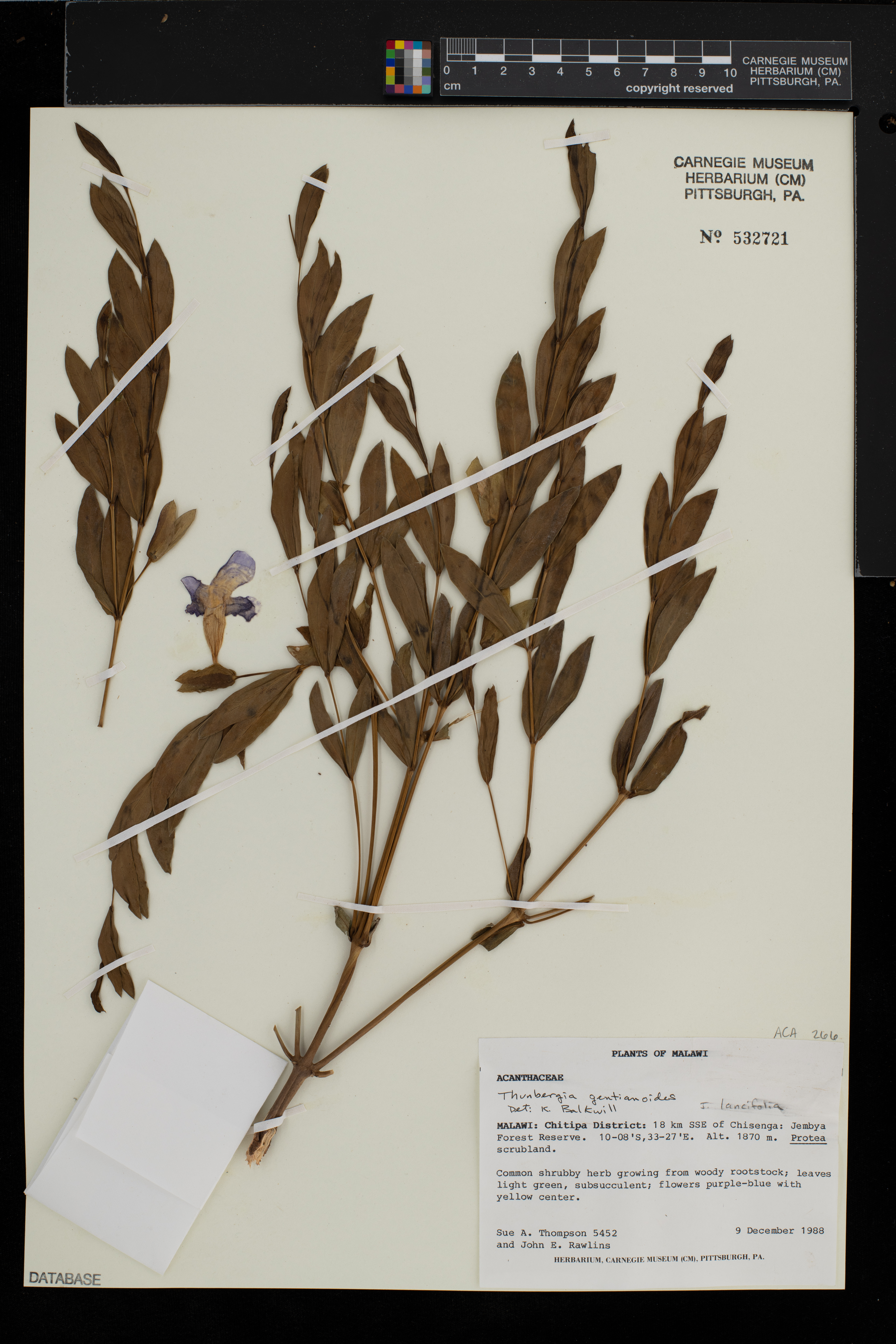 Thunbergia gentianoides image