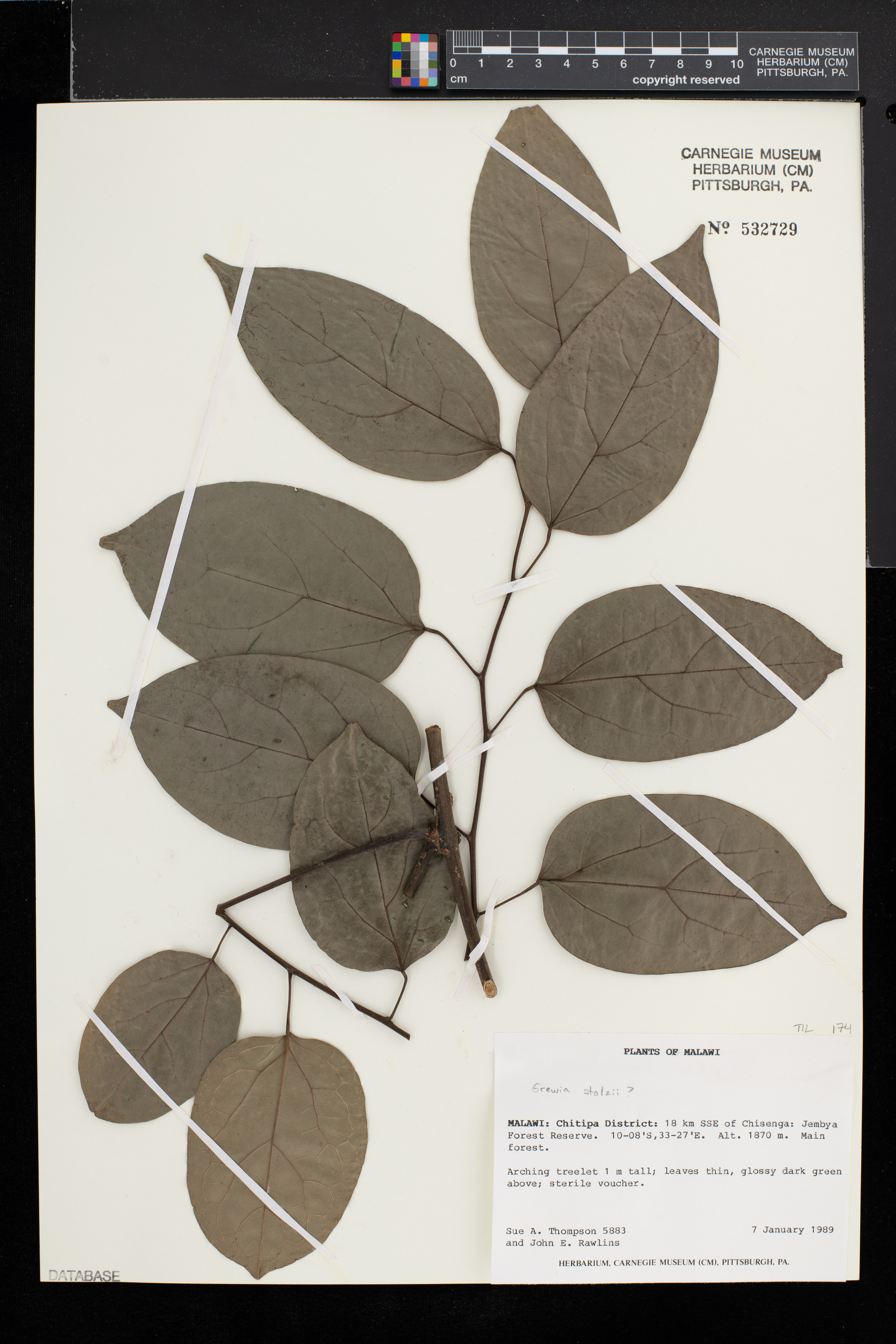 Grewia stolzii image