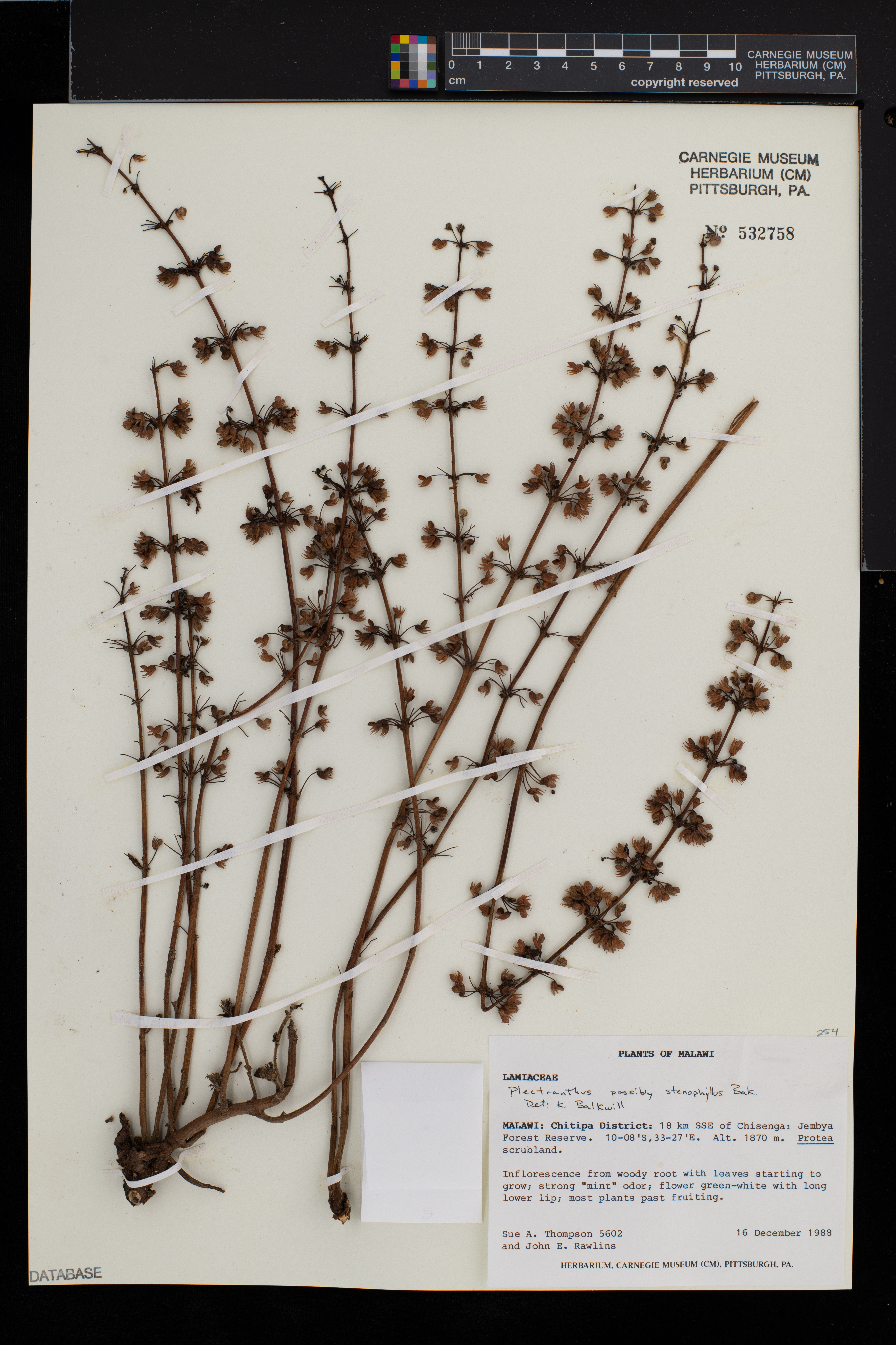 Equilabium stenophyllum image