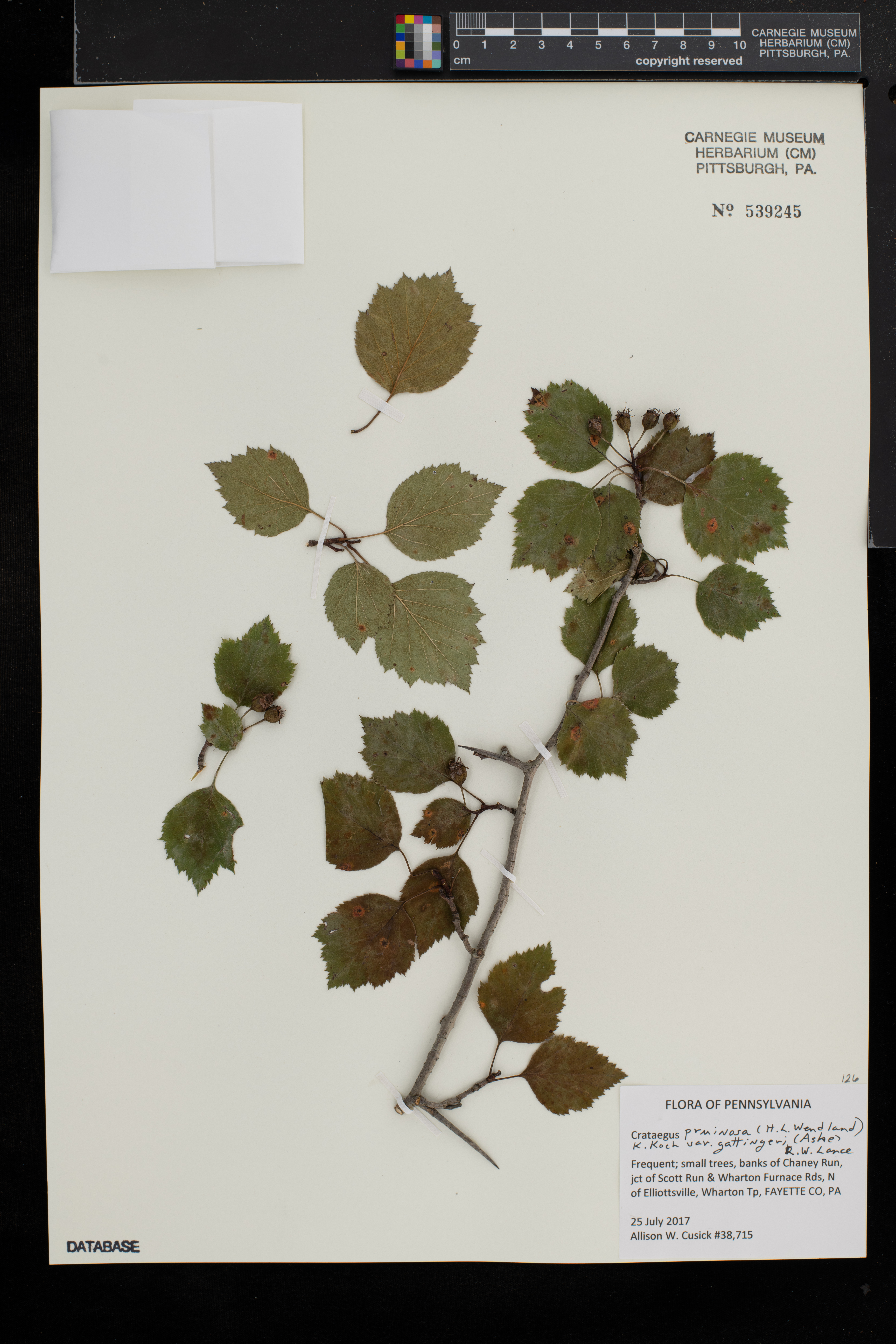 Crataegus pruinosa var. gattingeri image