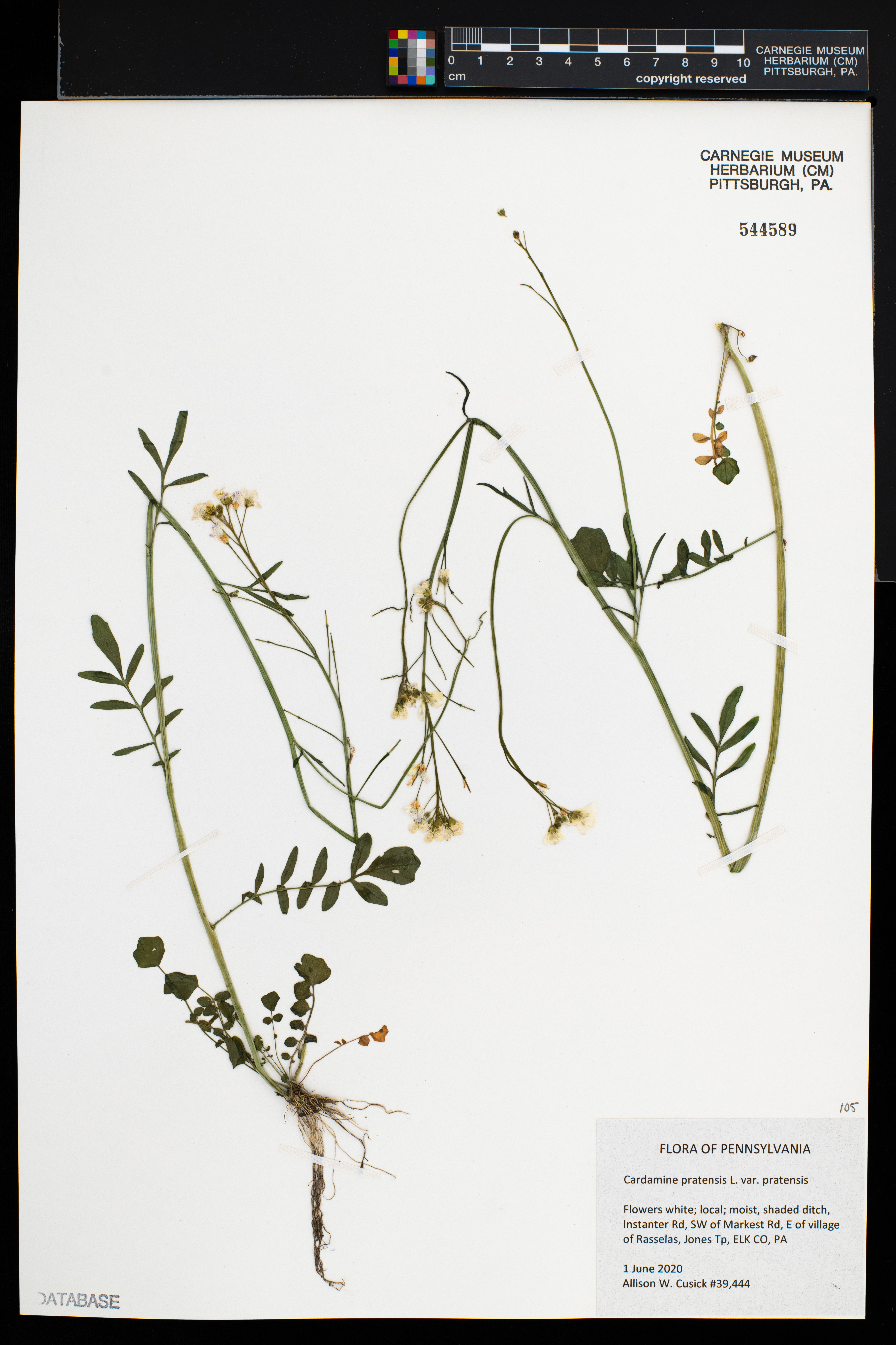Cardamine pratensis var. pratensis image