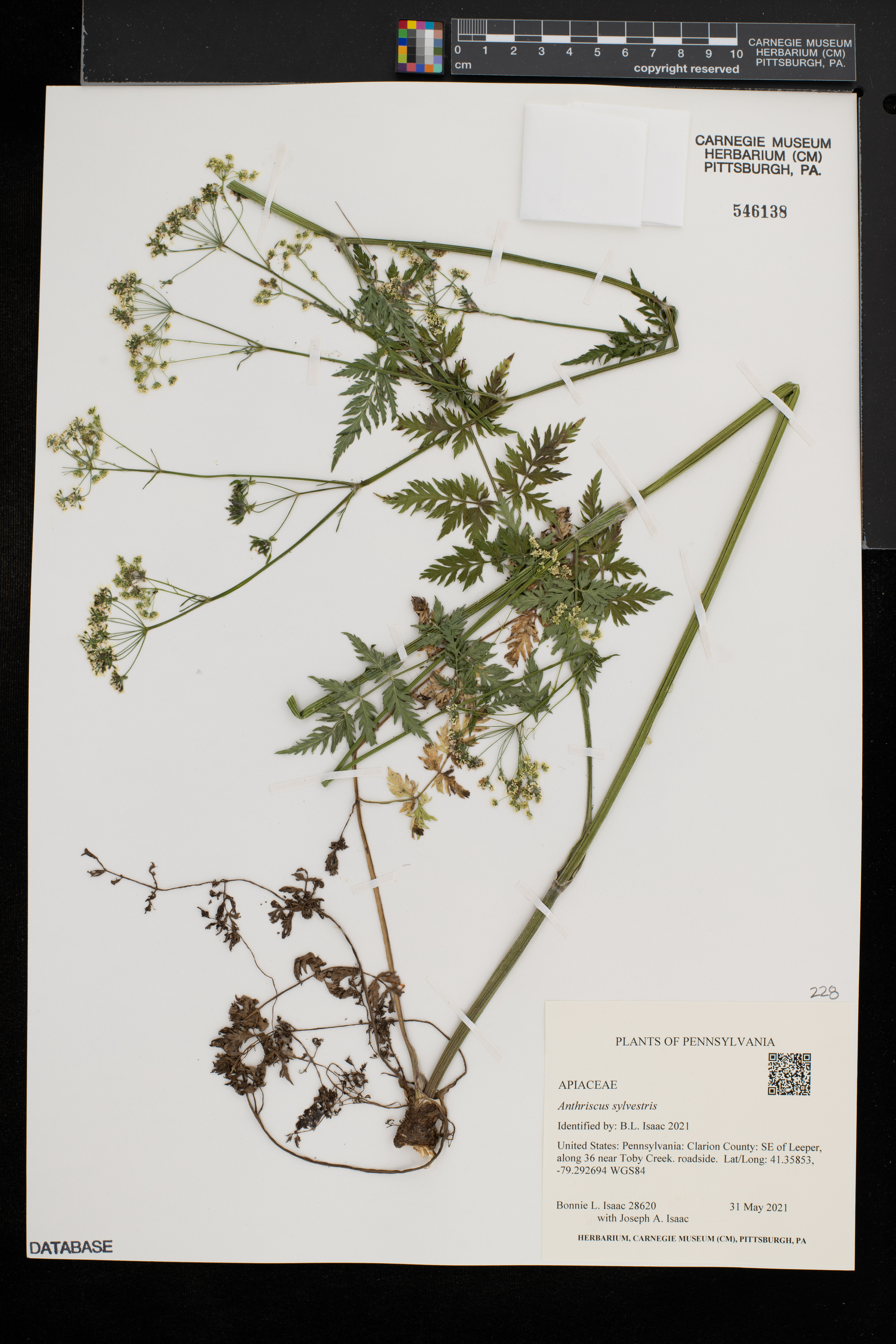 Anthriscus sylvestris image
