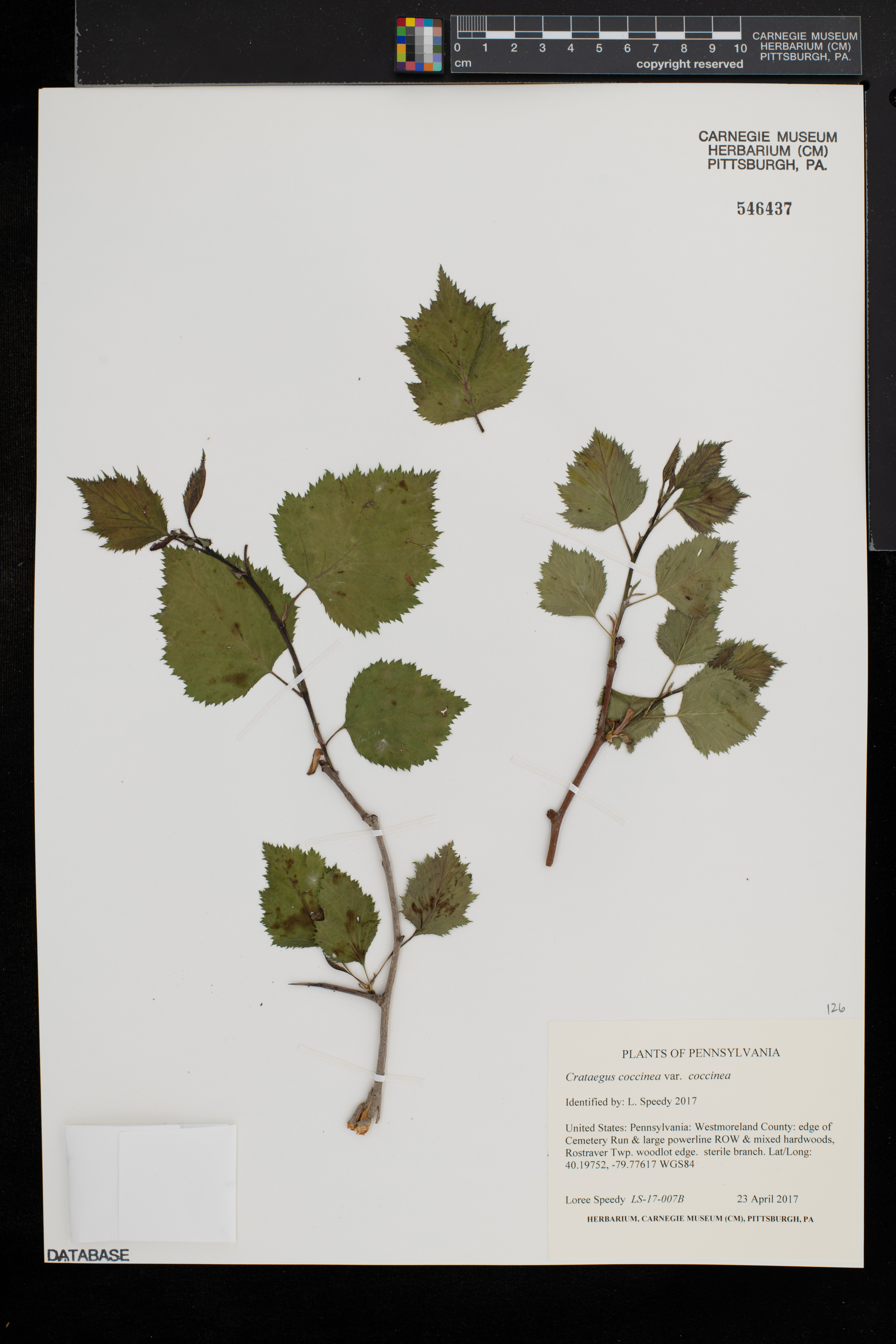 Crataegus coccinea image