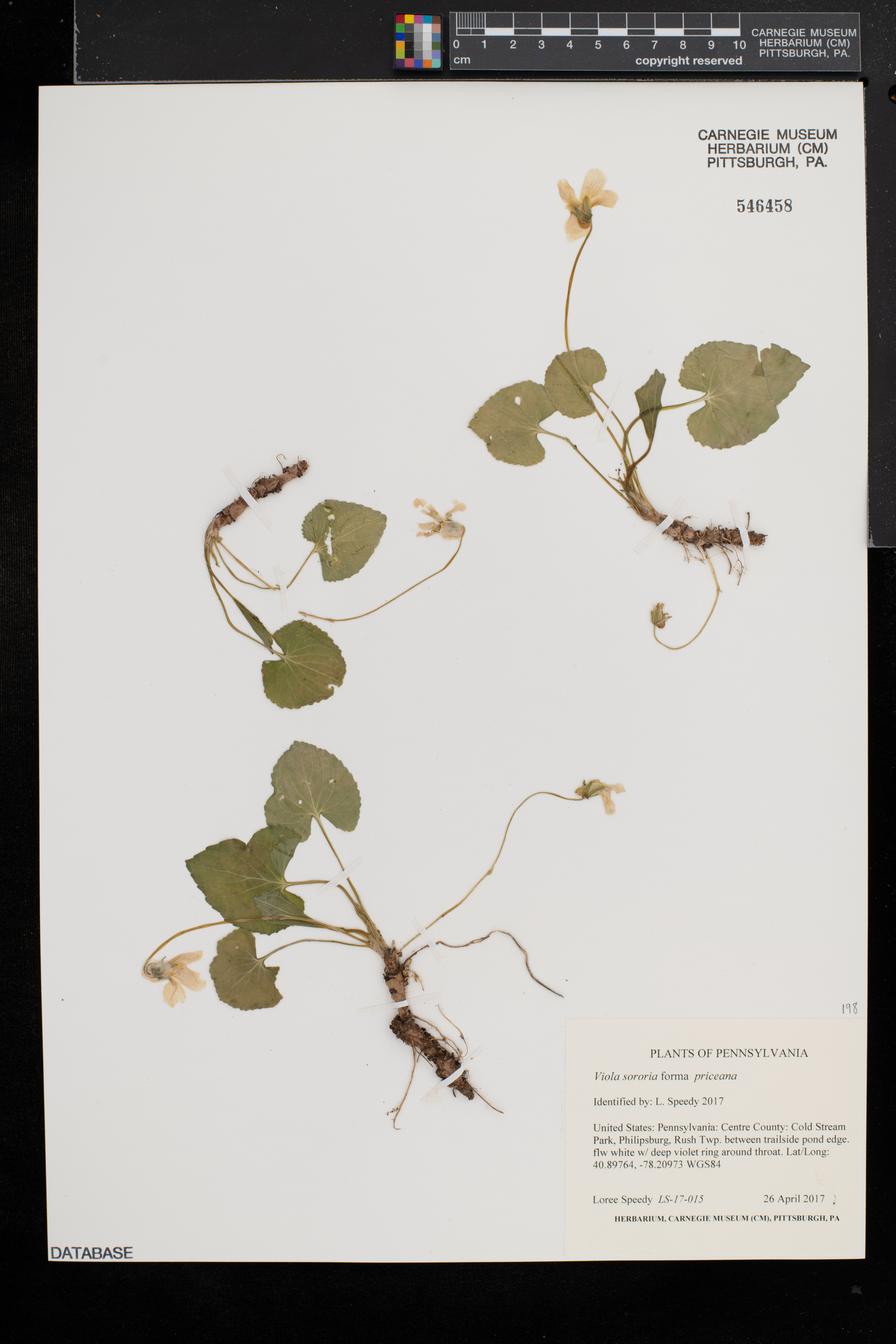 Viola sororia f. priceana image