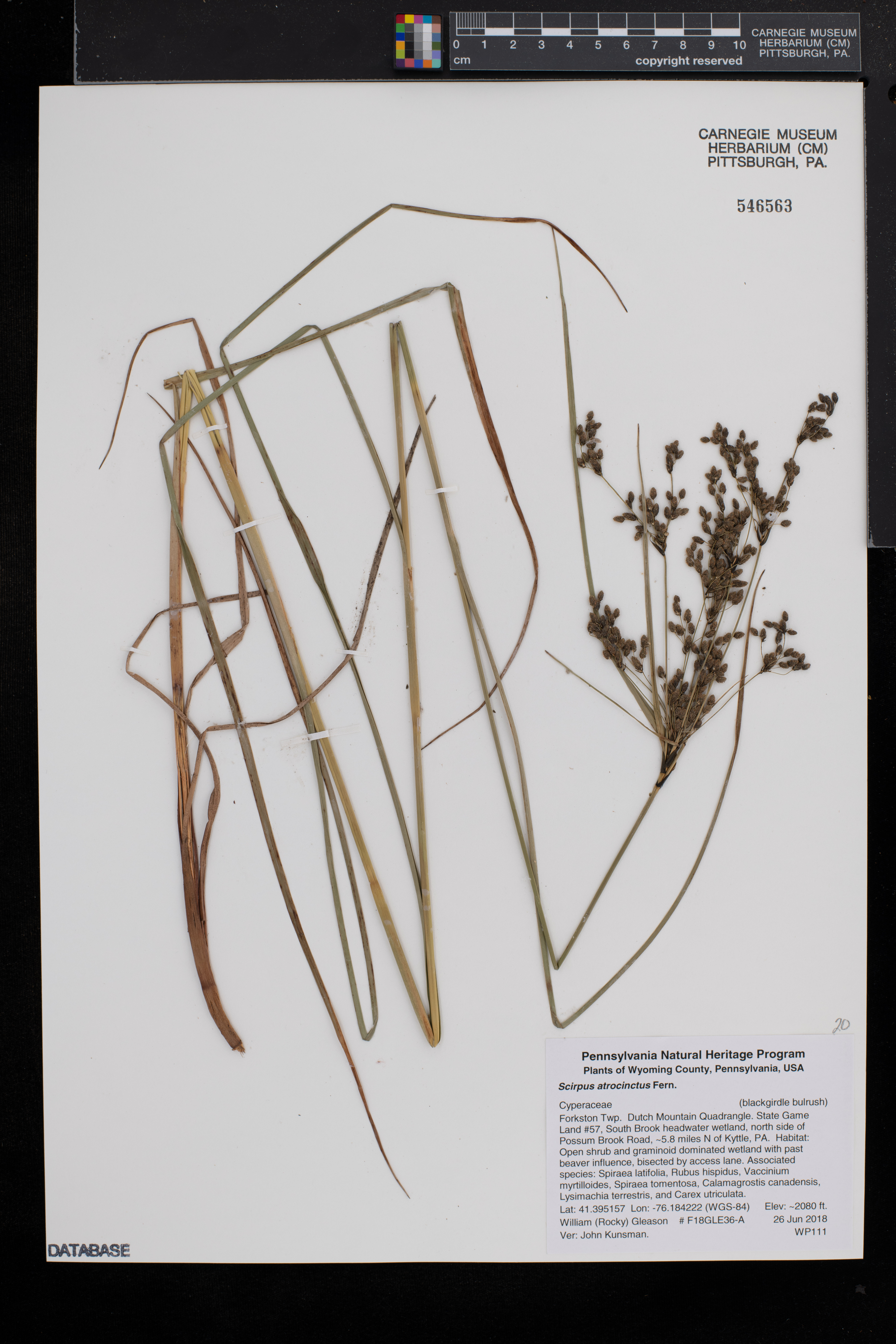 Scirpus atrocinctus image
