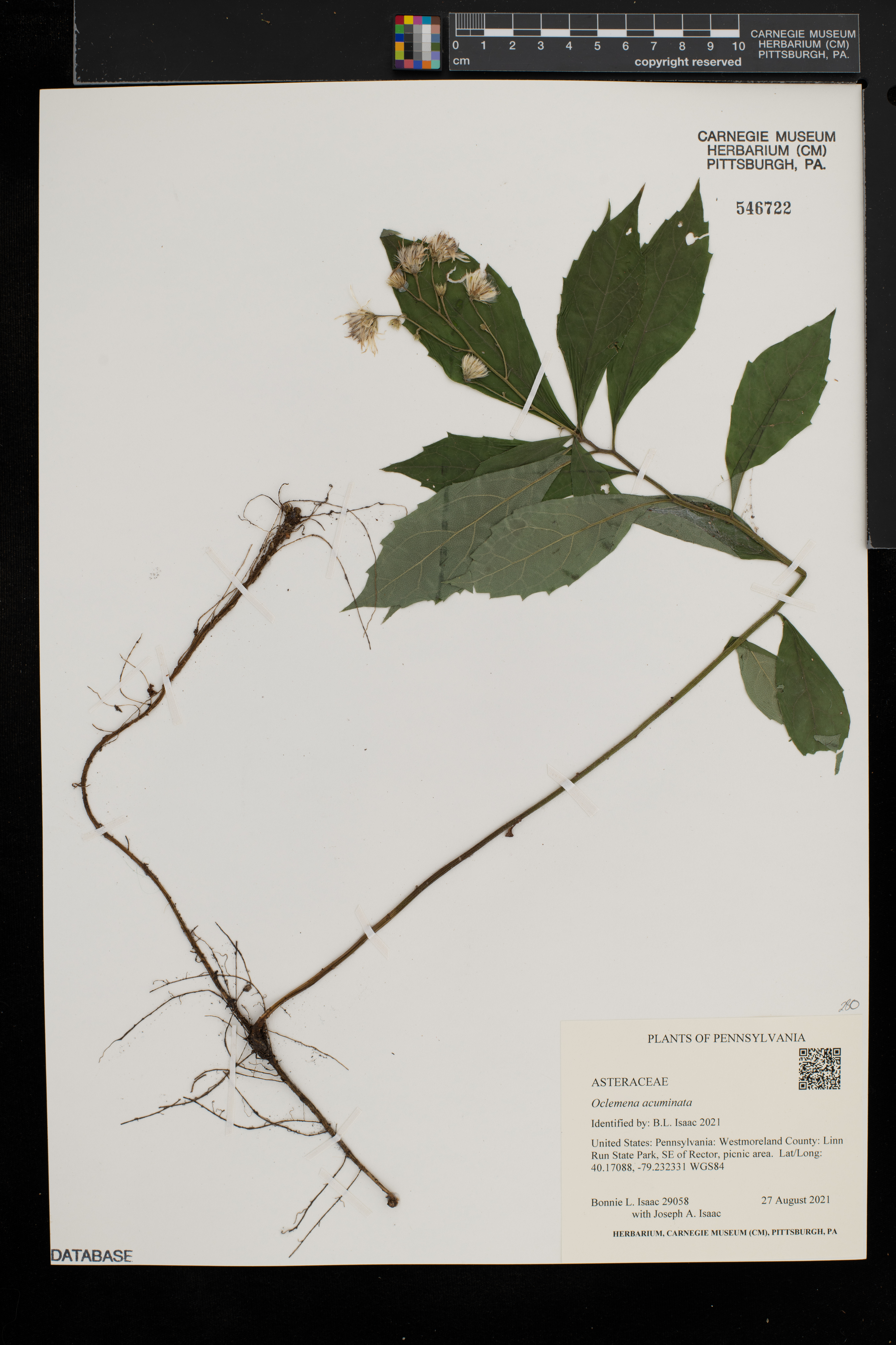 Oclemena acuminata image