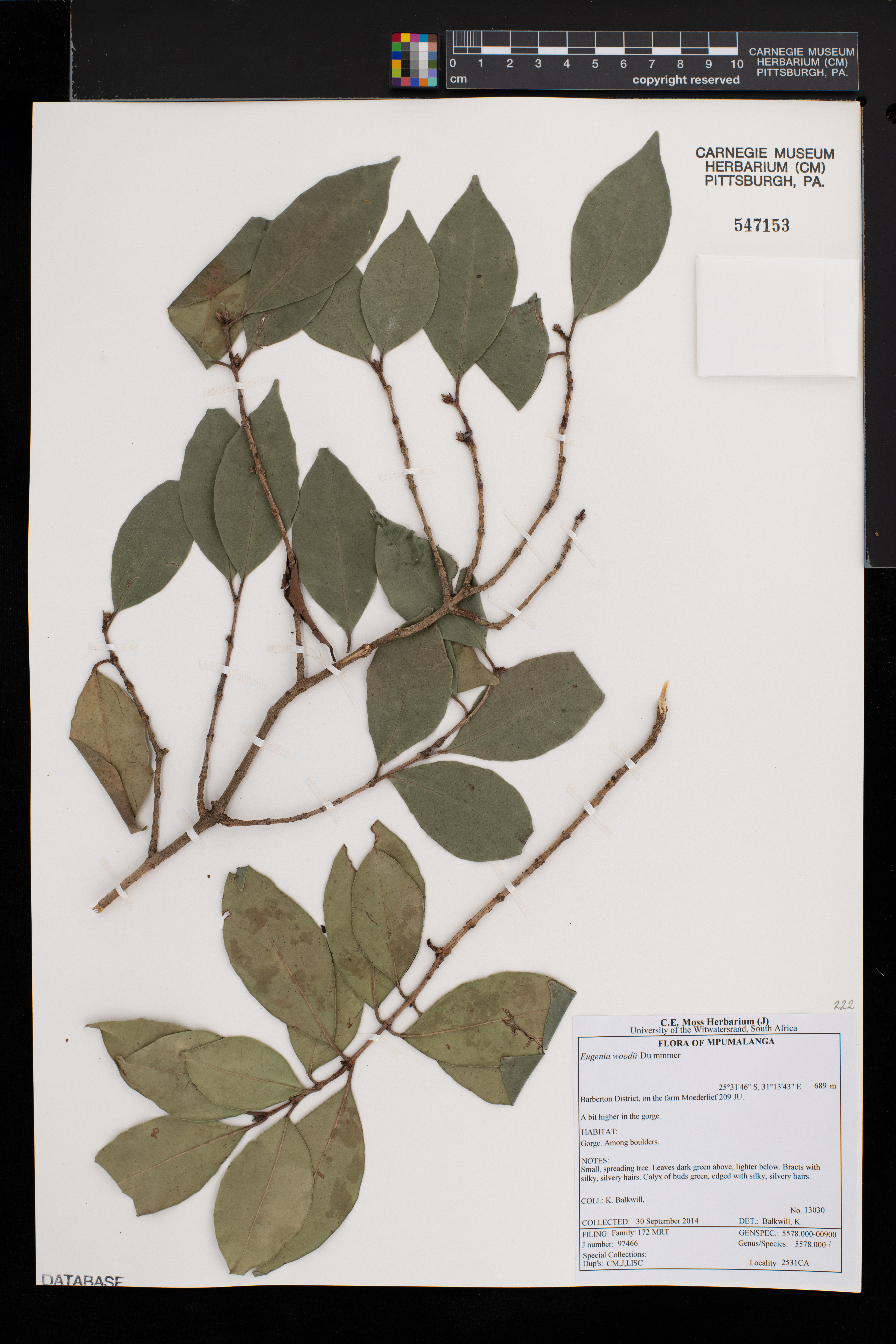 Eugenia woodii image