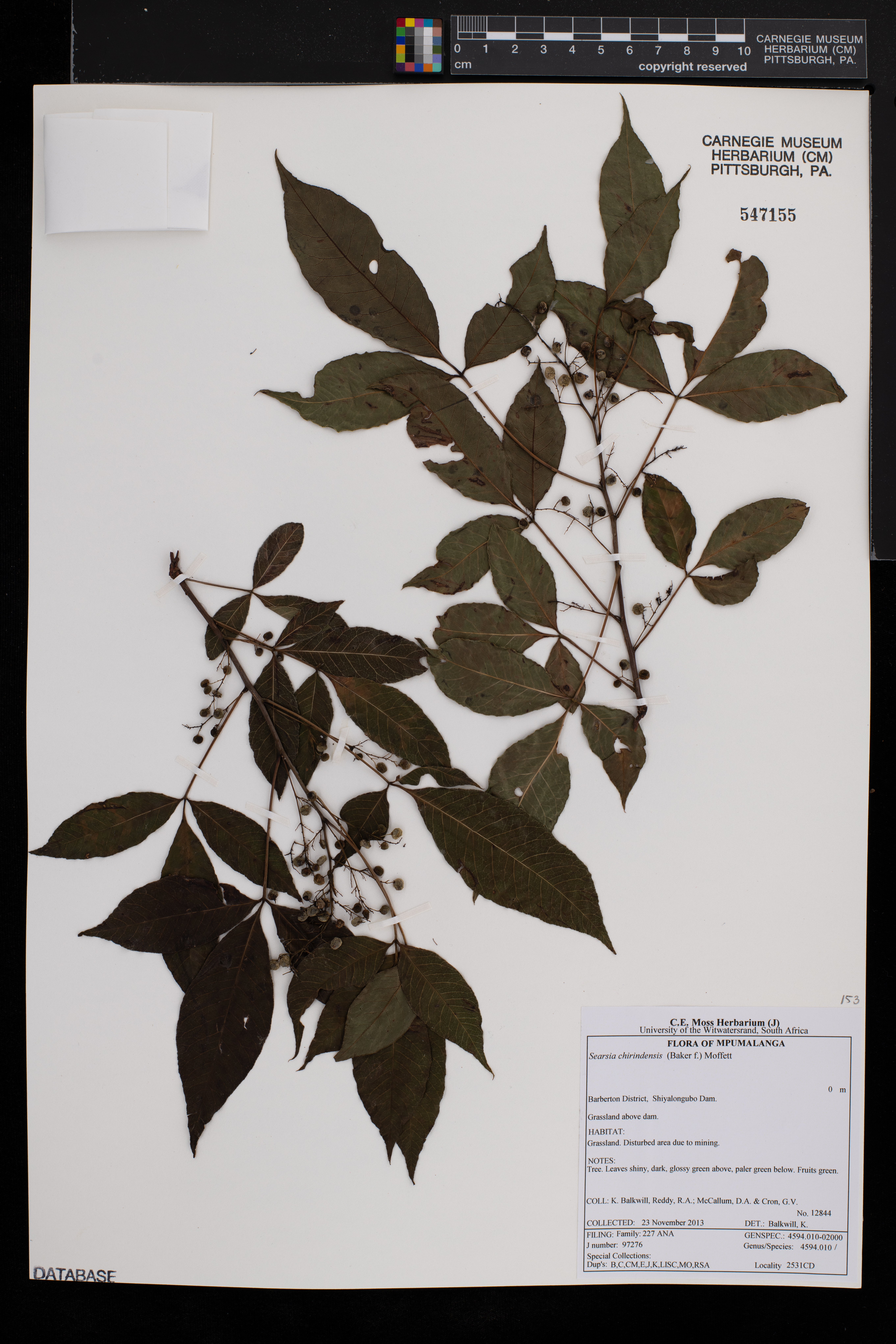 Searsia chirindensis image