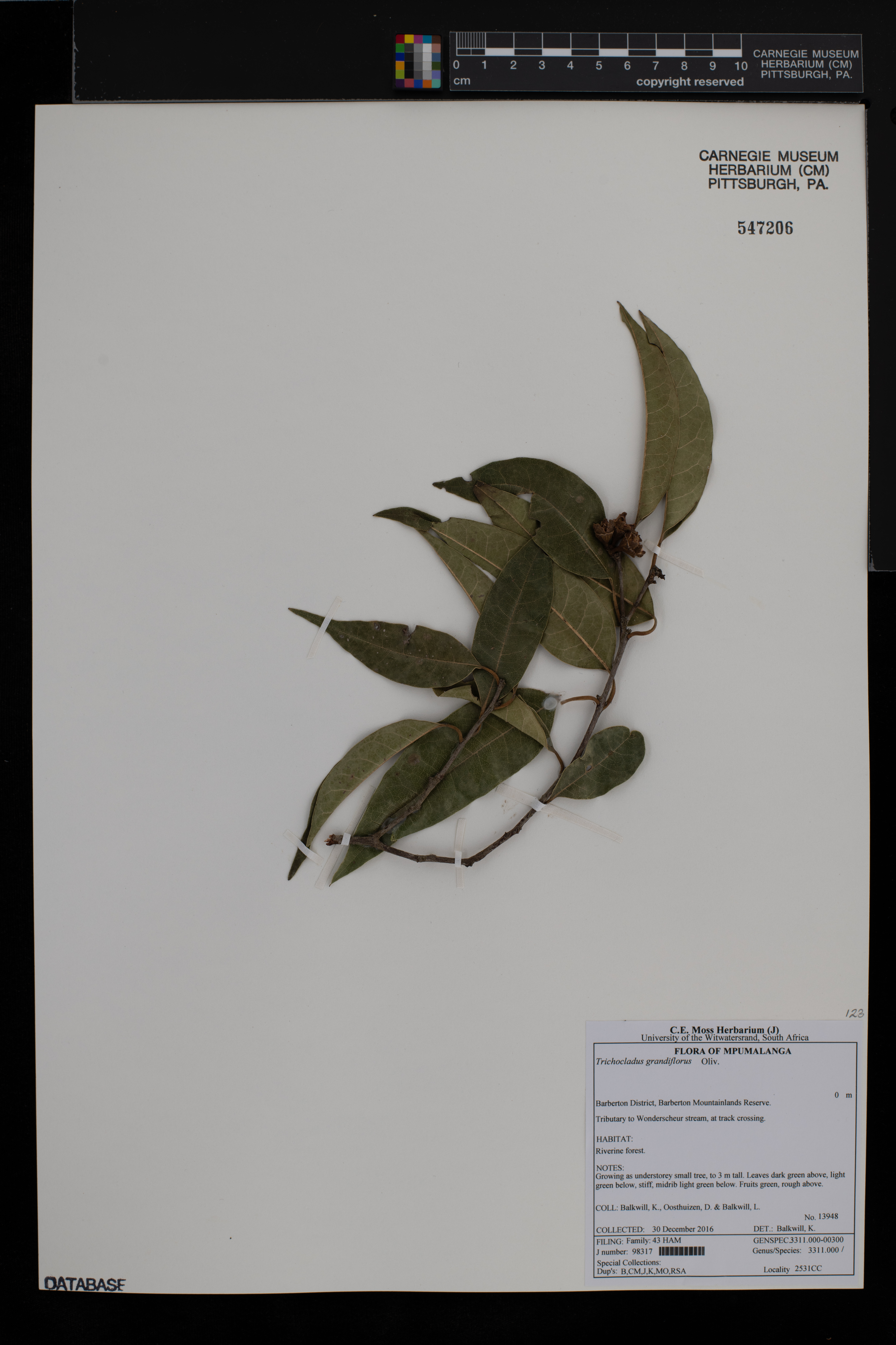 Trichocladus grandiflorus image