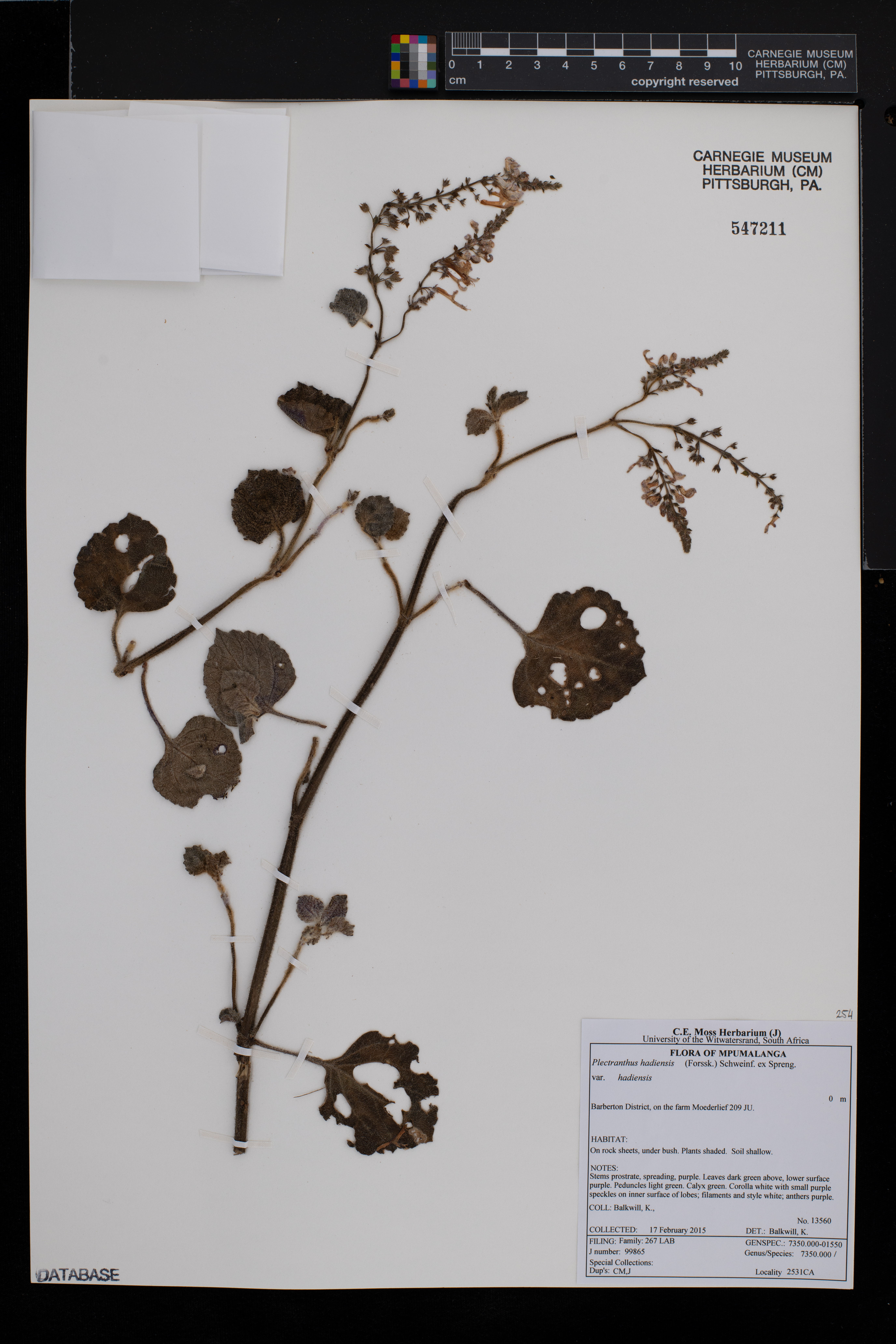 Plectranthus hadiensis image