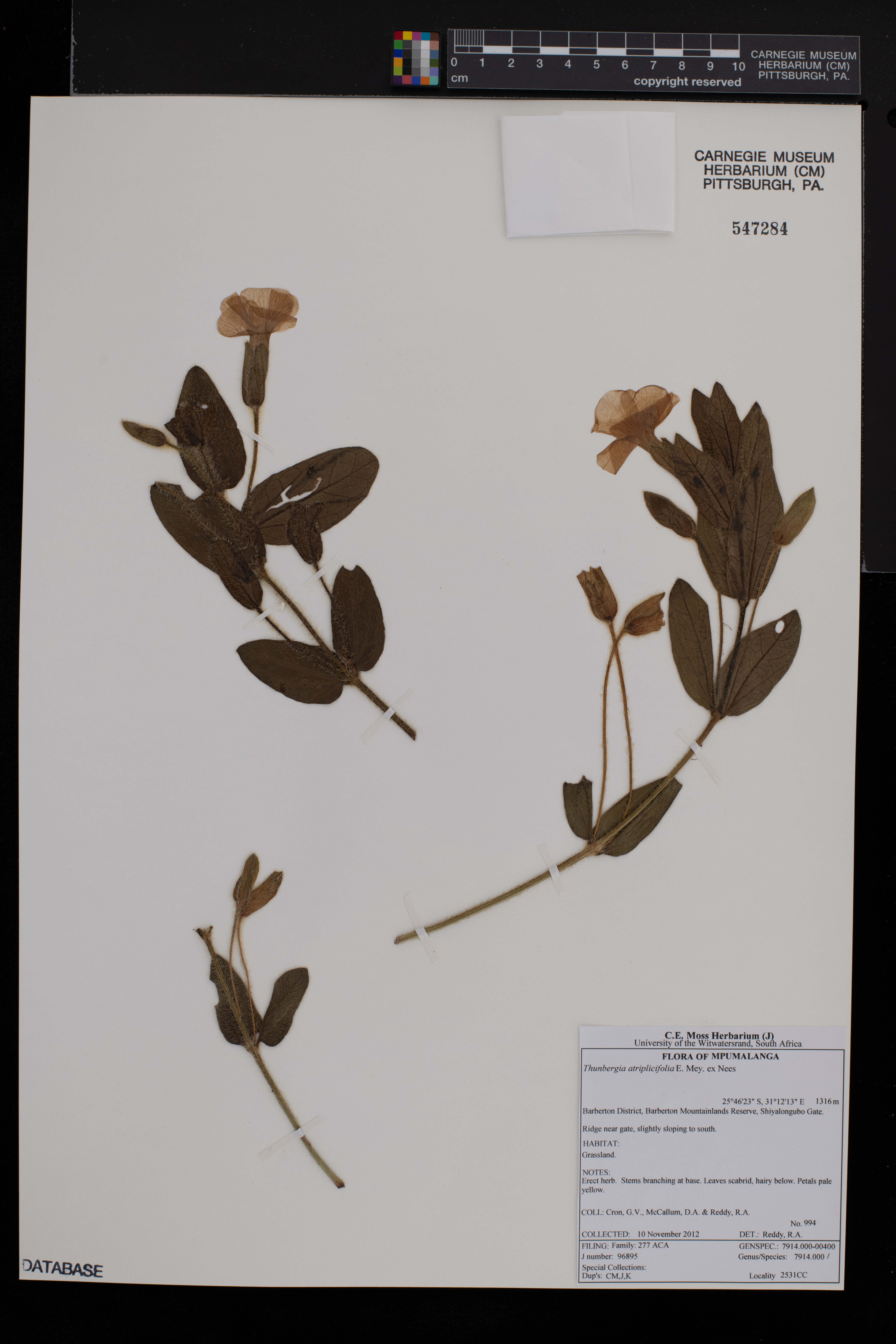 Thunbergia atriplicifolia image